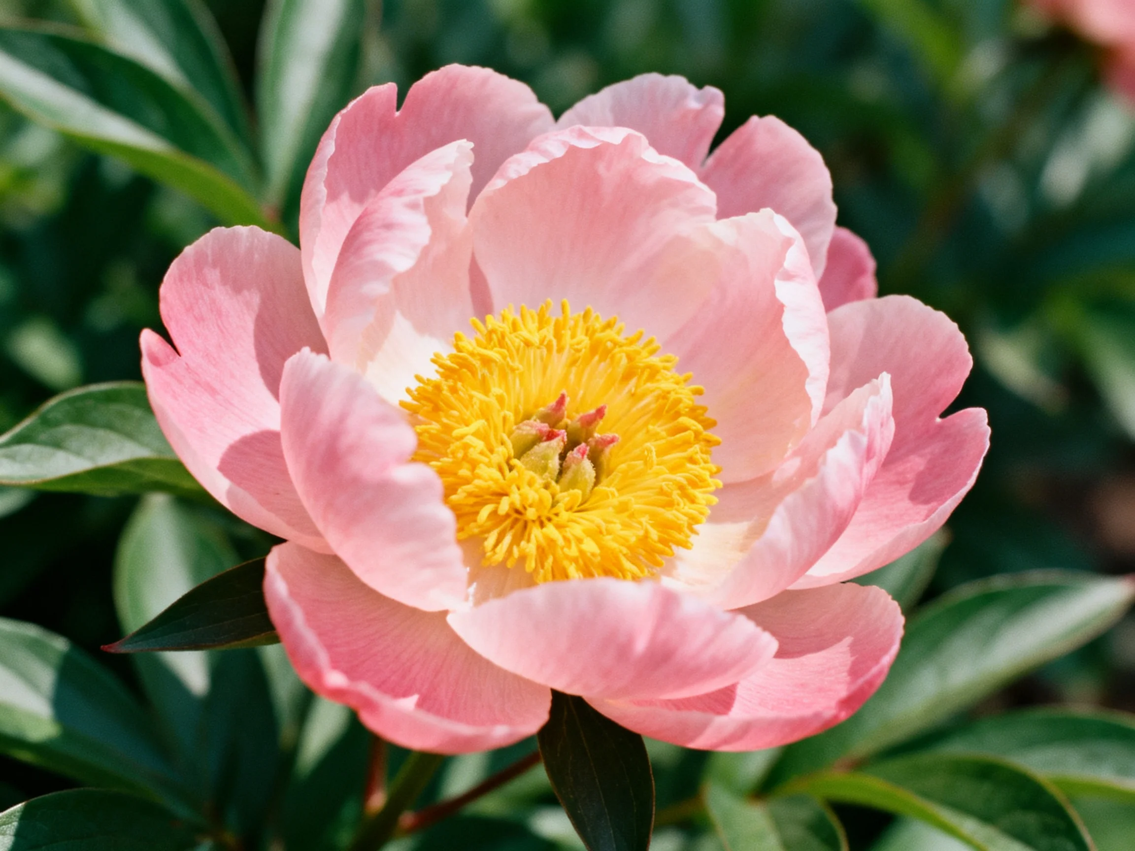 A delicate pink peony with vibrant yellow center amidst lush green foliage