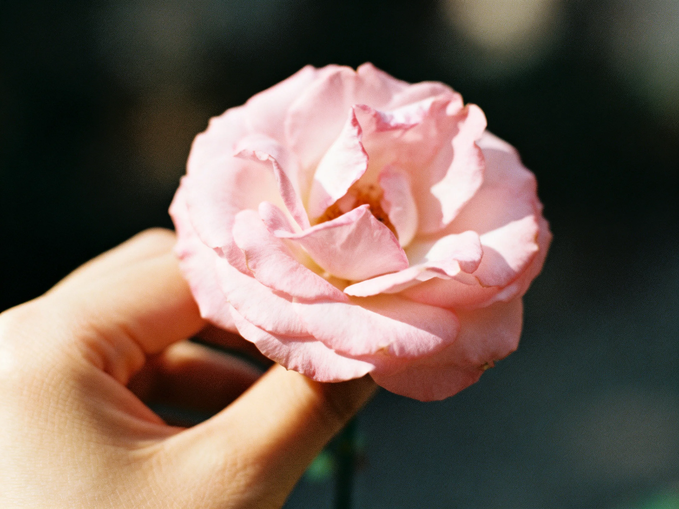 A delicate pink rose held by a hand with soft lighting