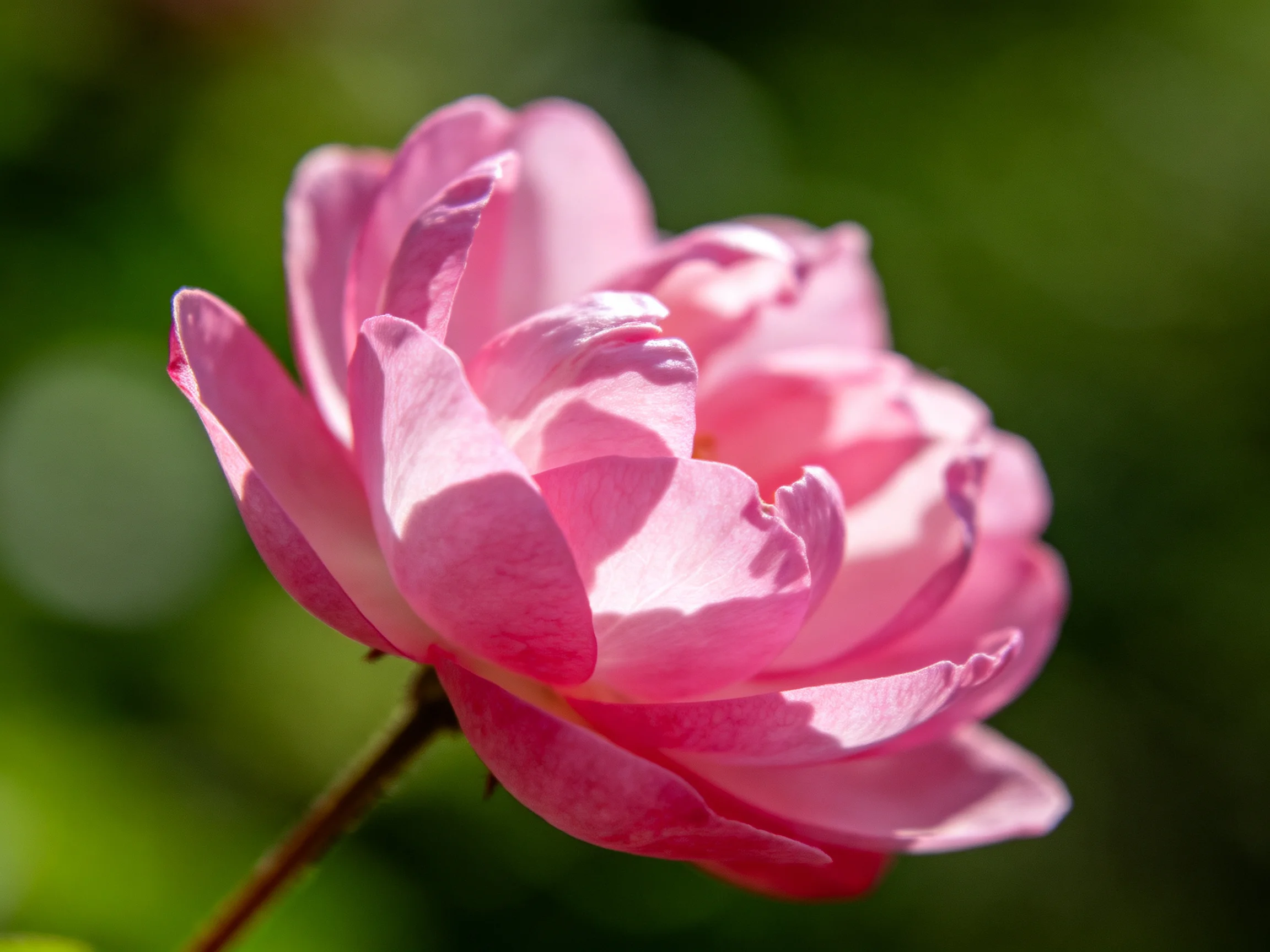A delicate pink rose with layered petals against blurred greenery