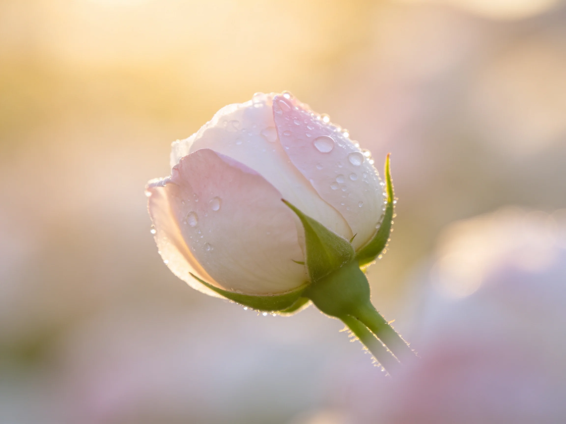 A delicate pink rosebud covered in sparkling dewdrops