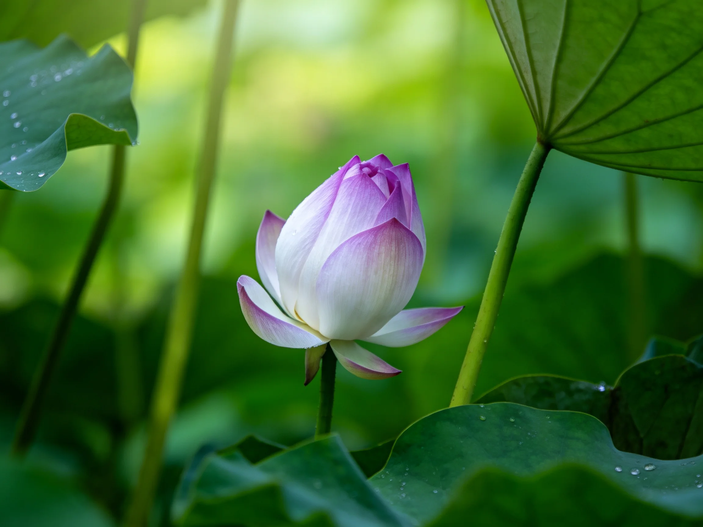 A delicate purple-and-white lotus bud amidst lush green foliage