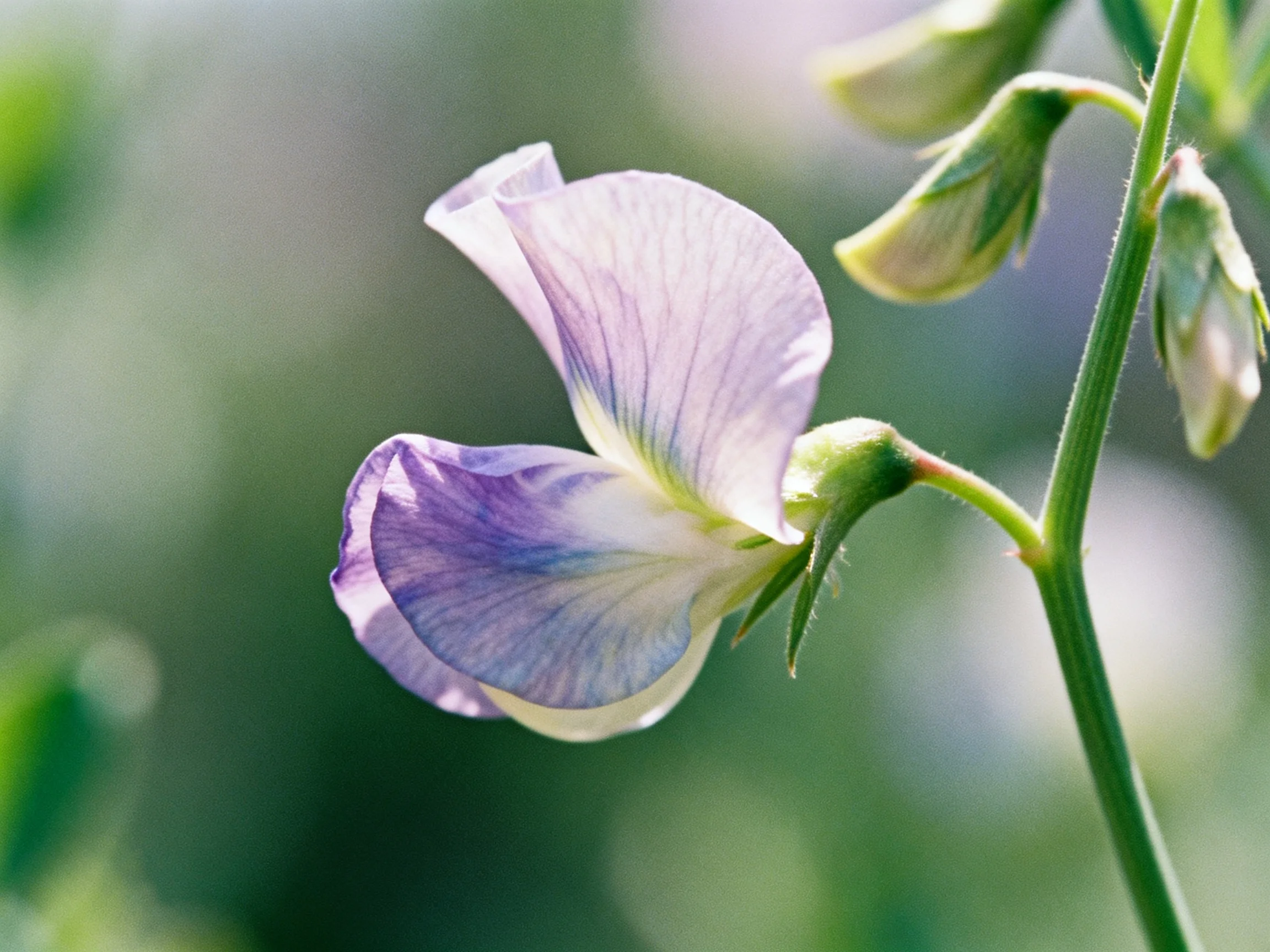 A delicate purple and white sweet pea flower with green buds