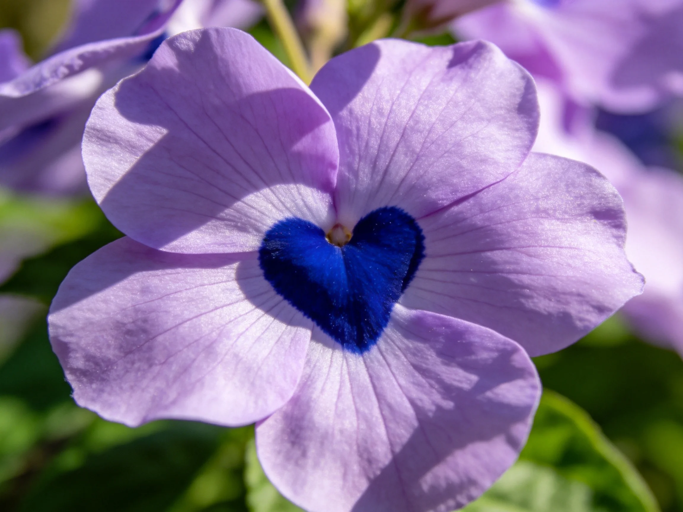A delicate purple flower with a vibrant blue heart - shaped center