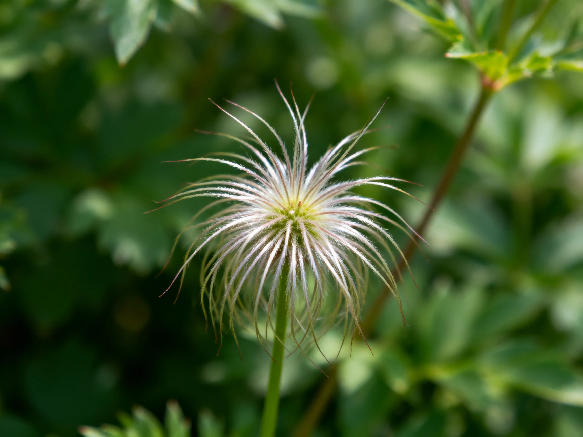 A delicate, silver-petaled flower amid lush greenery
