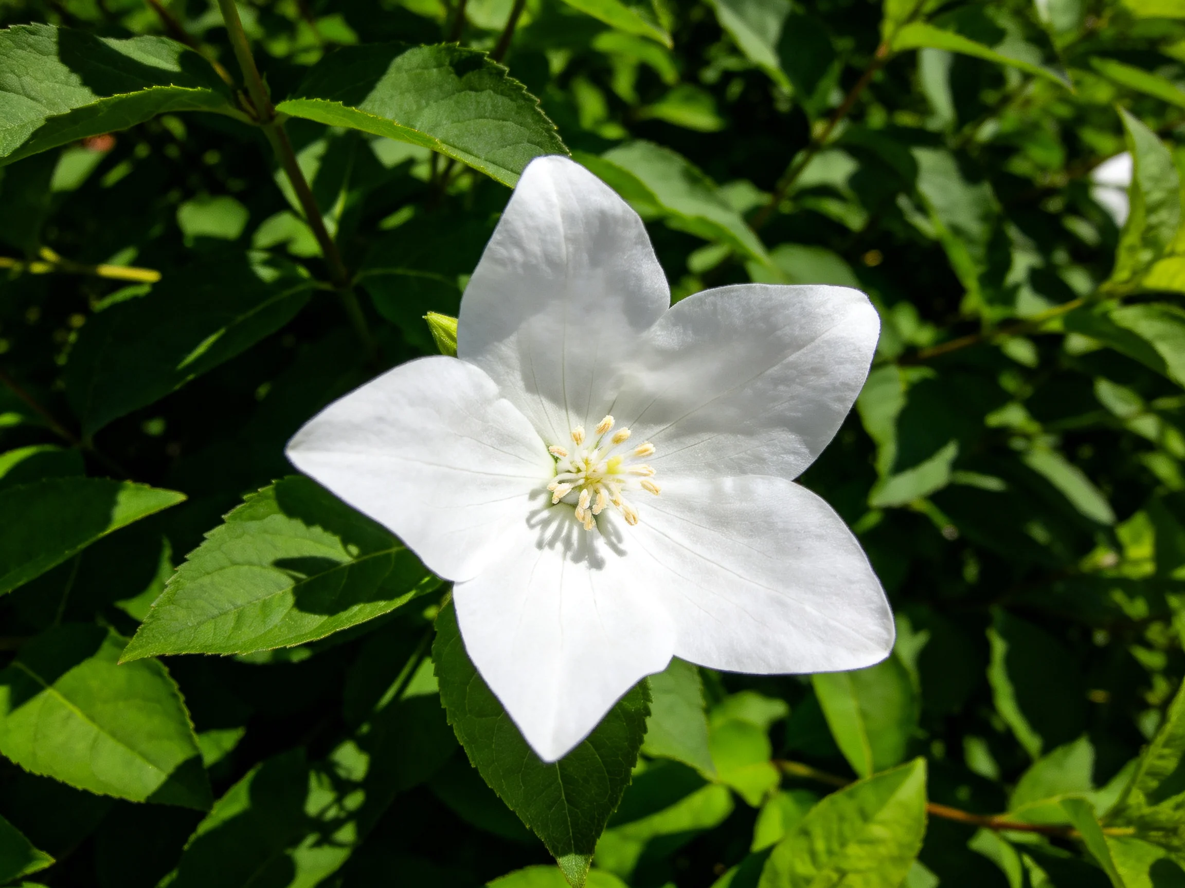 A delicate white bell - flower amid lush green foliage