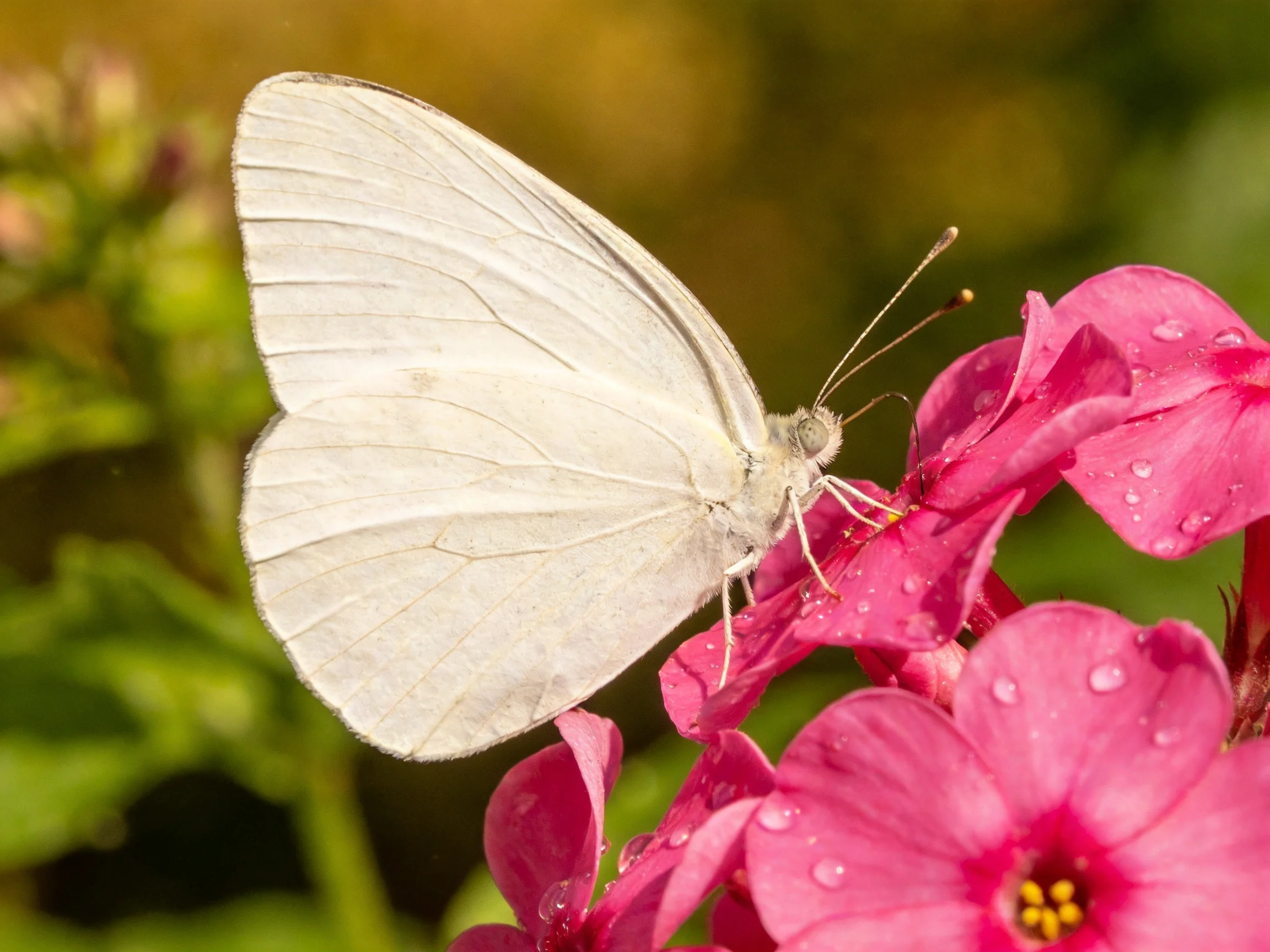 A delicate white butterfly on vibrant pink flowering blooms
