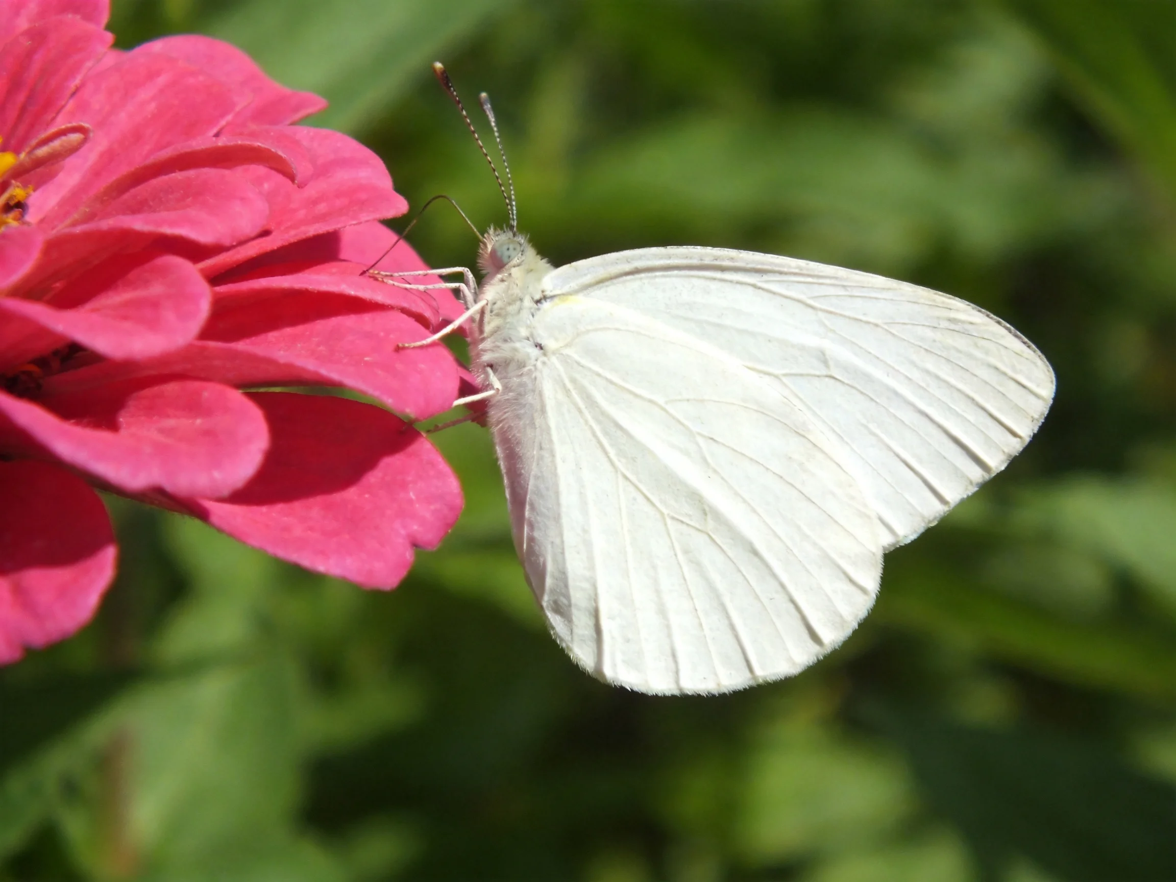 A delicate white butterfly perched on a vibrant pink zinnia blossom