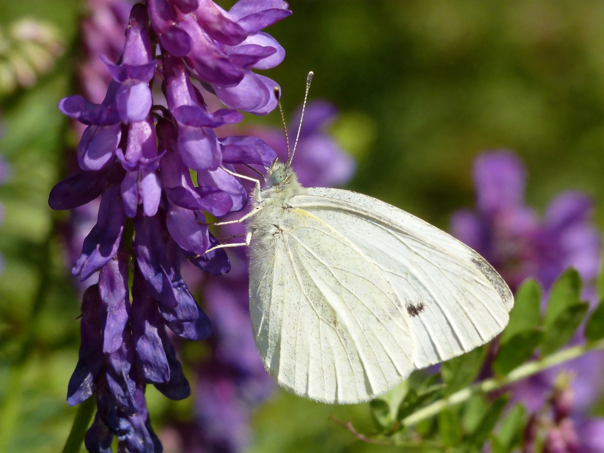 A delicate white butterfly perched on vibrant purple flowering plants