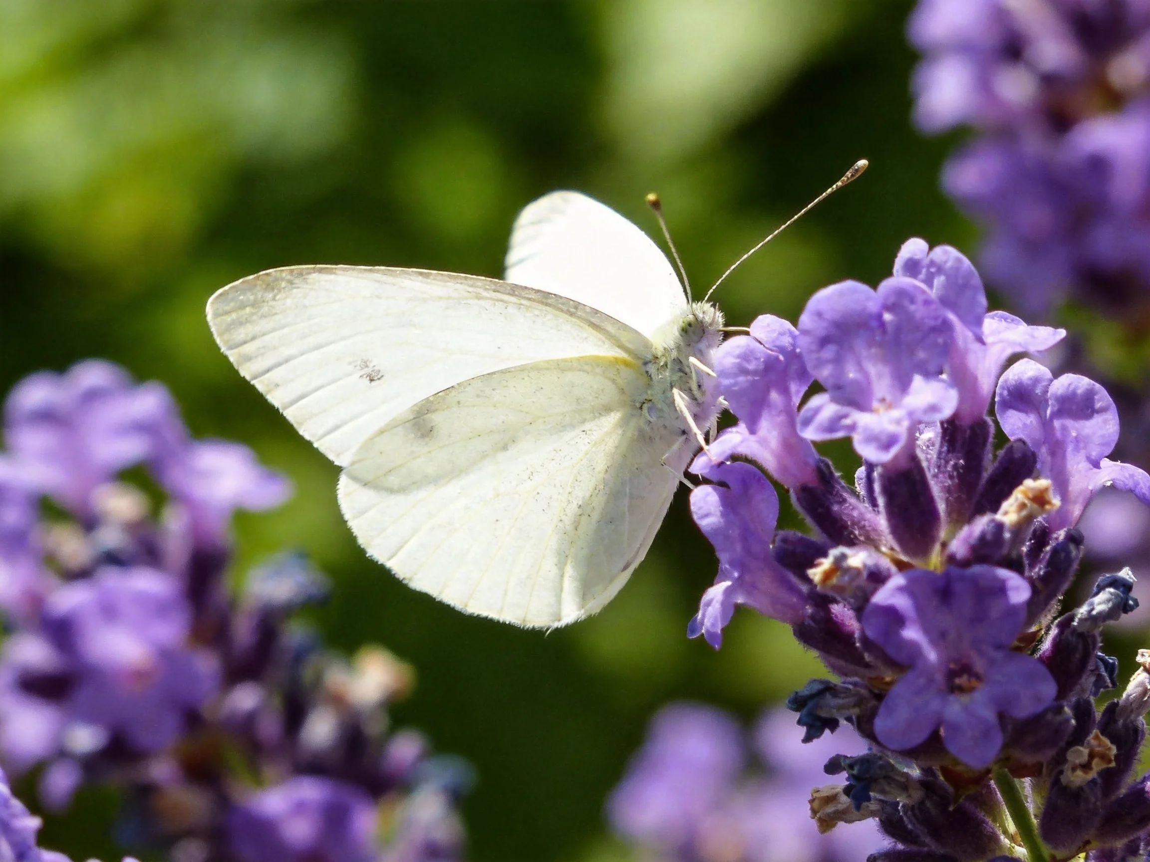 A delicate white butterfly perched on vibrant purple lavender blooms