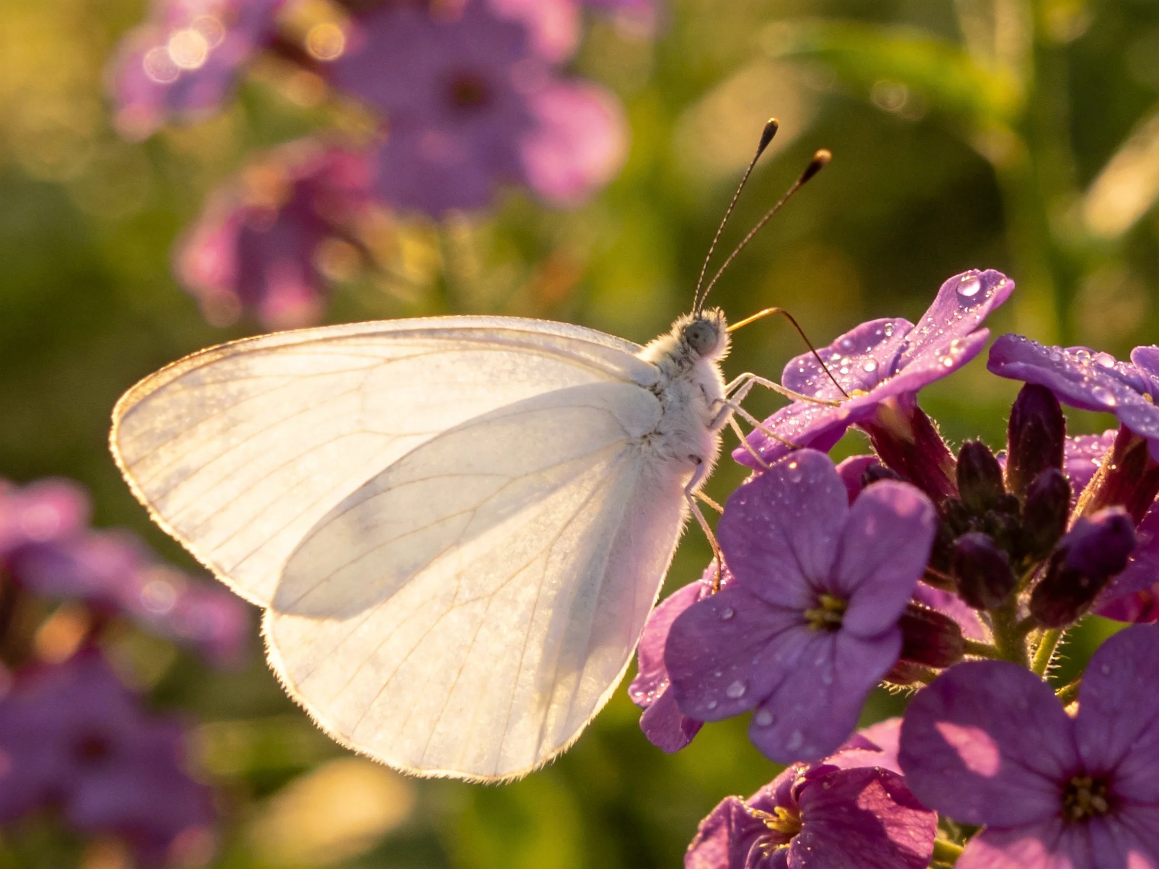 A delicate white butterfly perches on vibrant purple dewy flowers