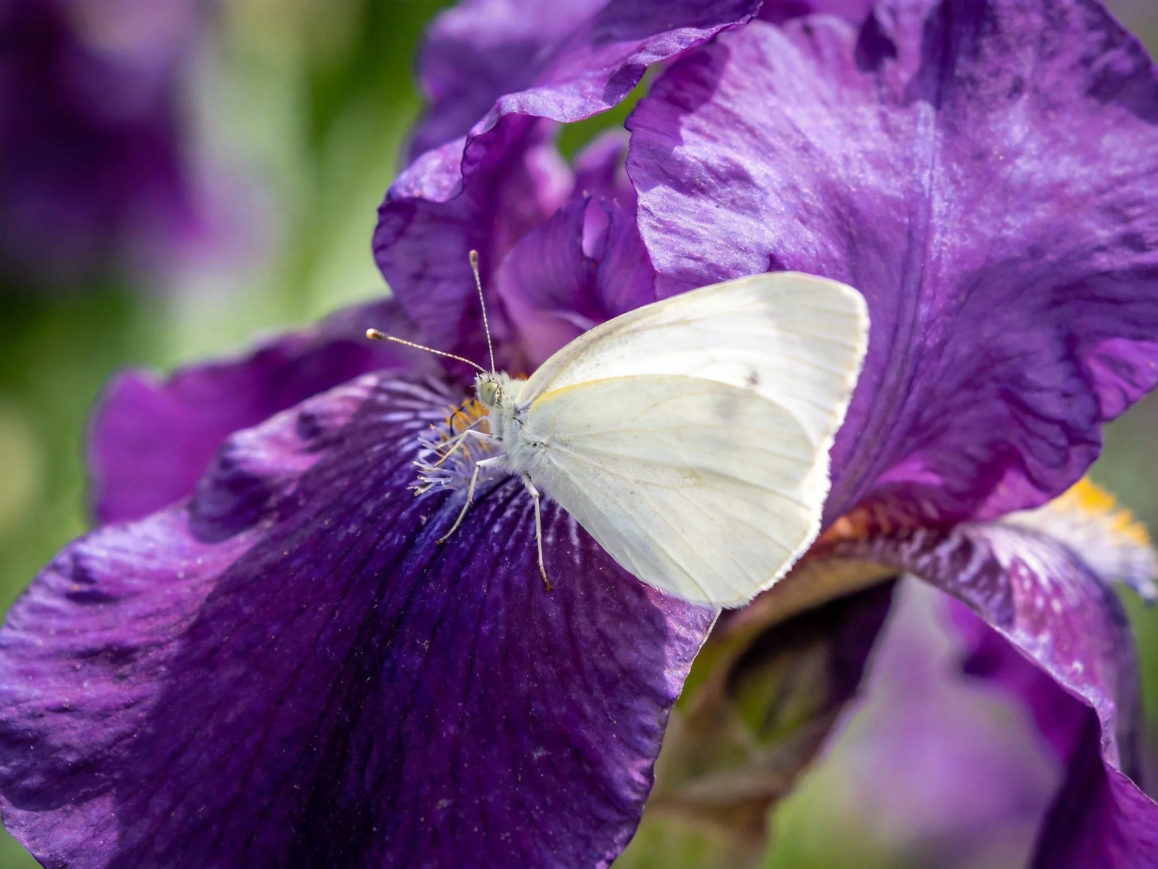A delicate white butterfly rests on a vibrant purple iris flower