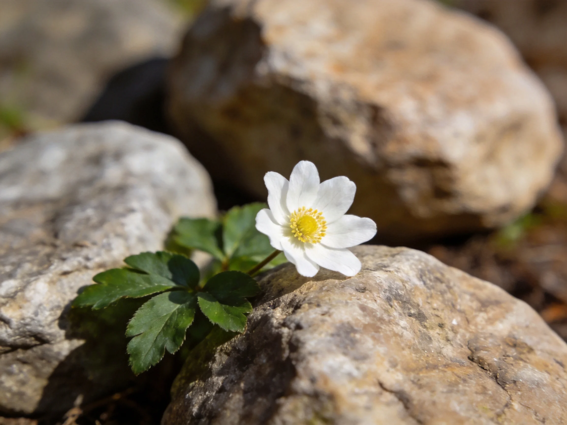 A delicate white flower blooms among large brown stones