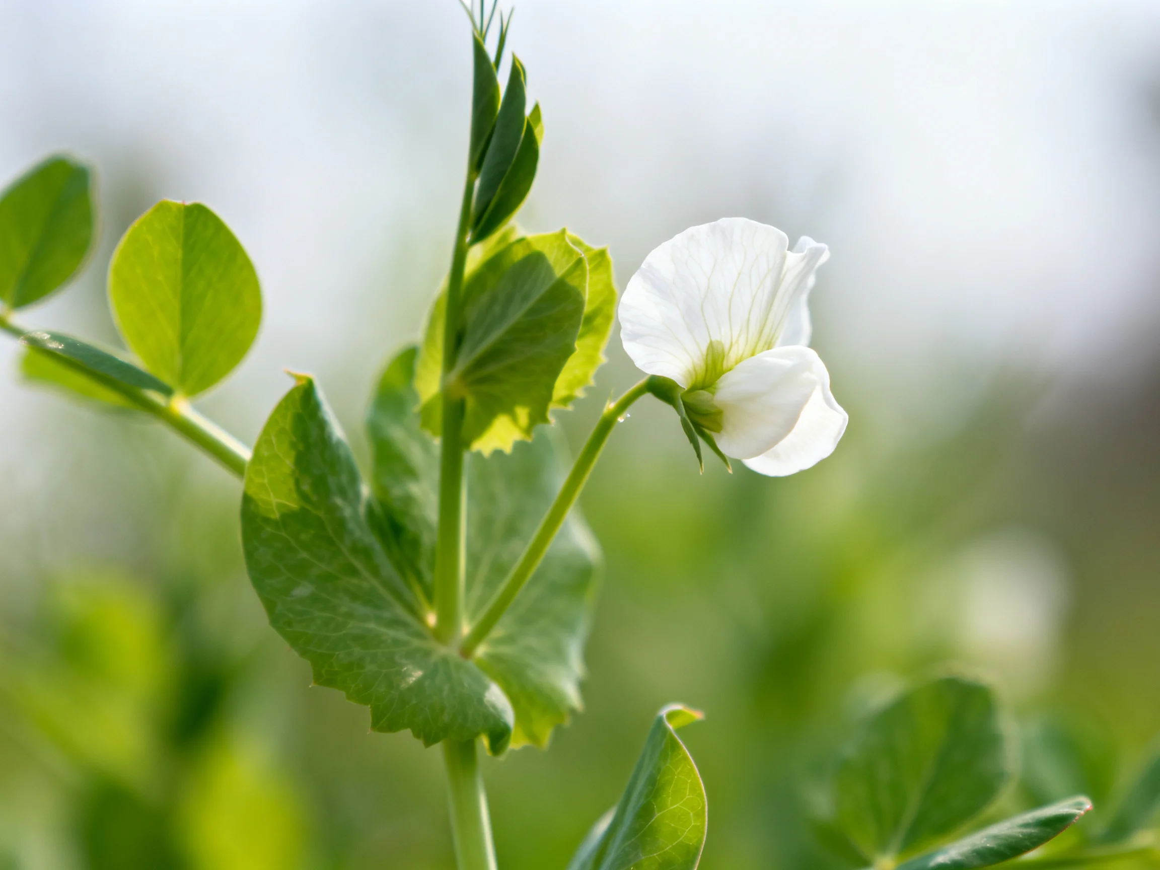 A delicate white flower blooms among vibrant green foliage