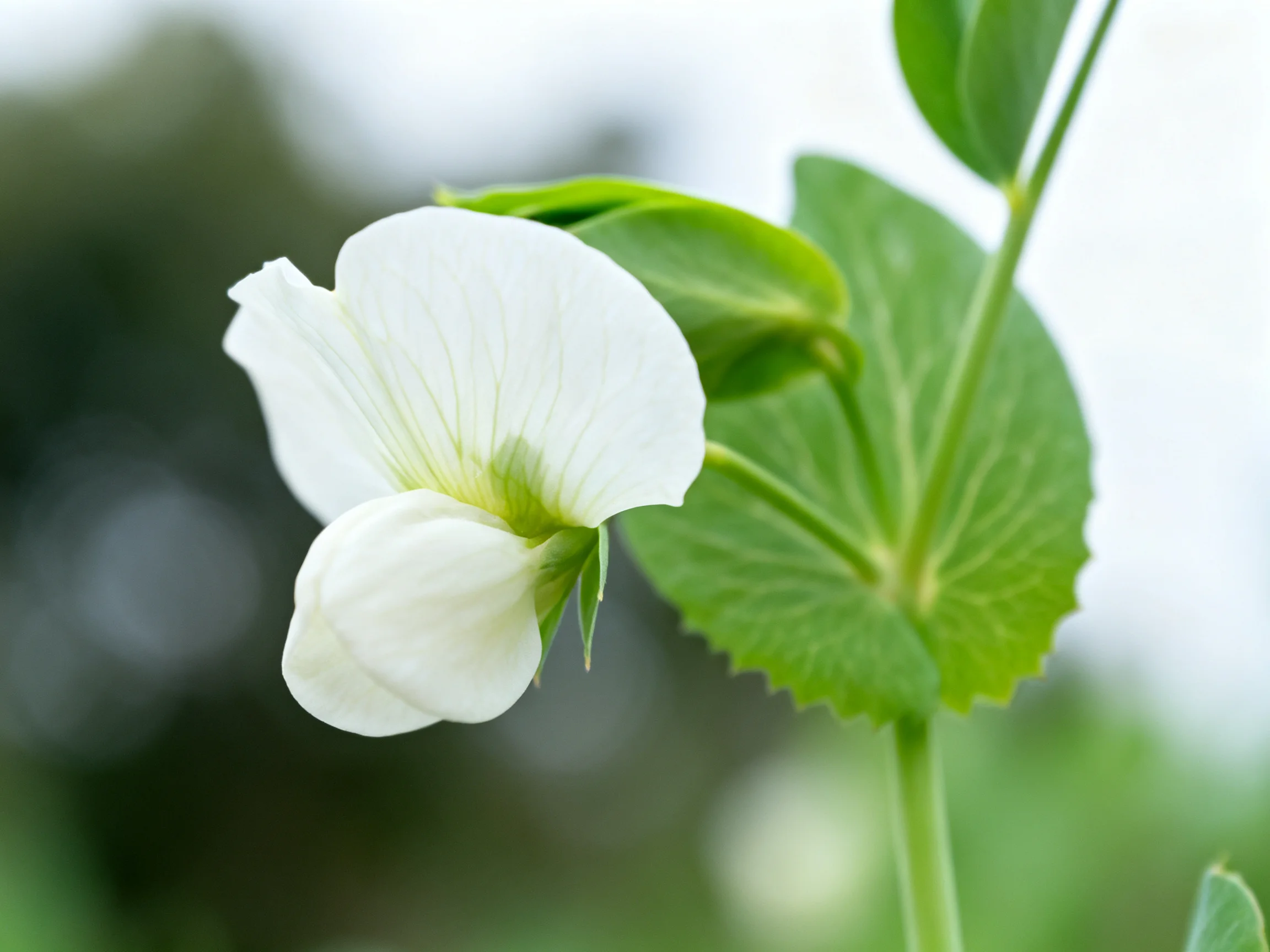 A delicate white flower near broad green foliage