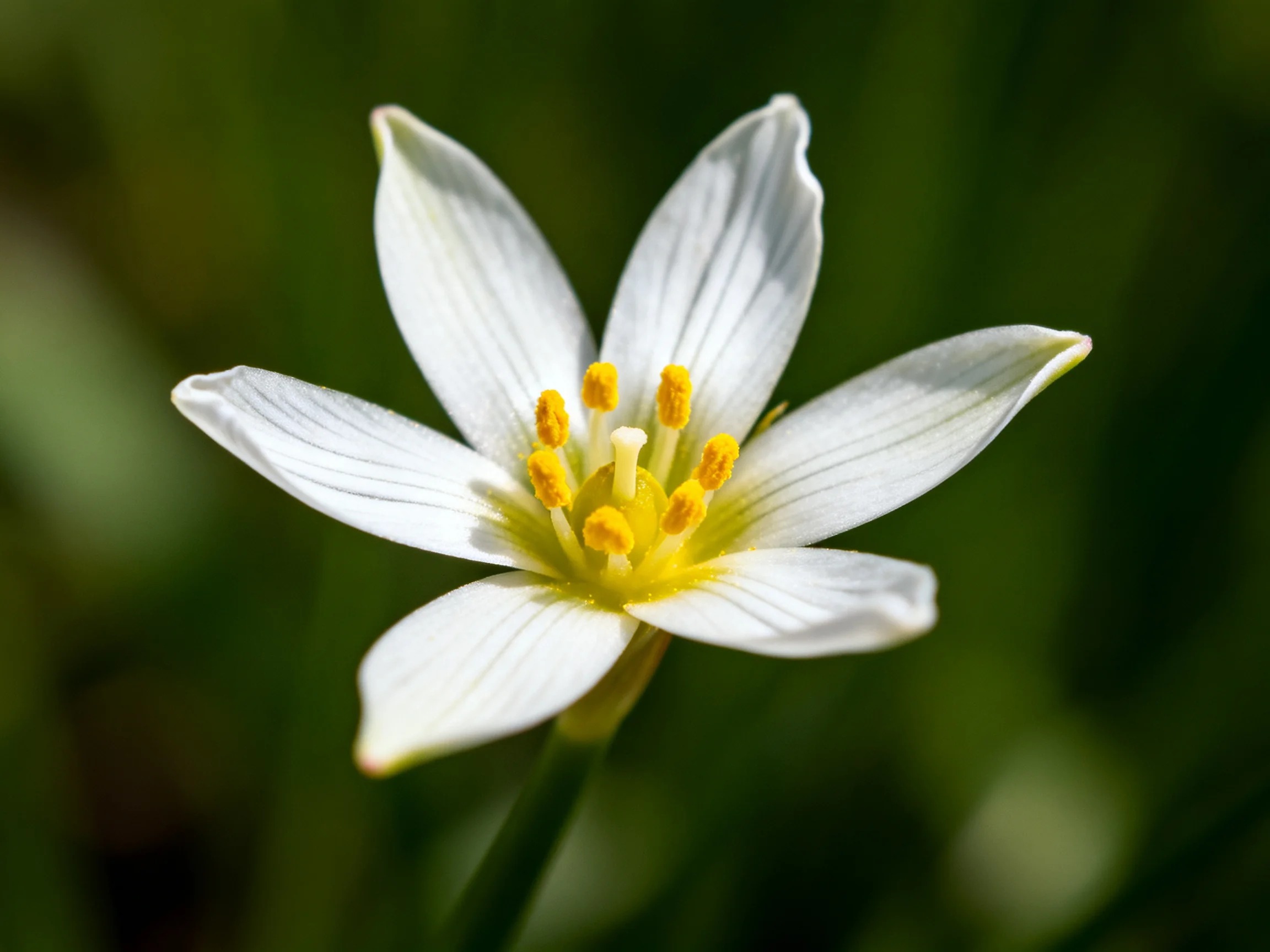 A delicate white flower with yellow stamens in a natural setting