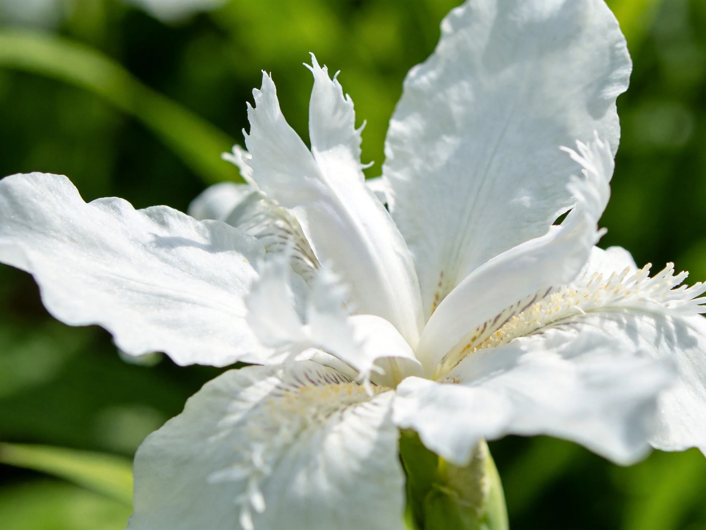 A delicate white iris bloom amid lush green foliage