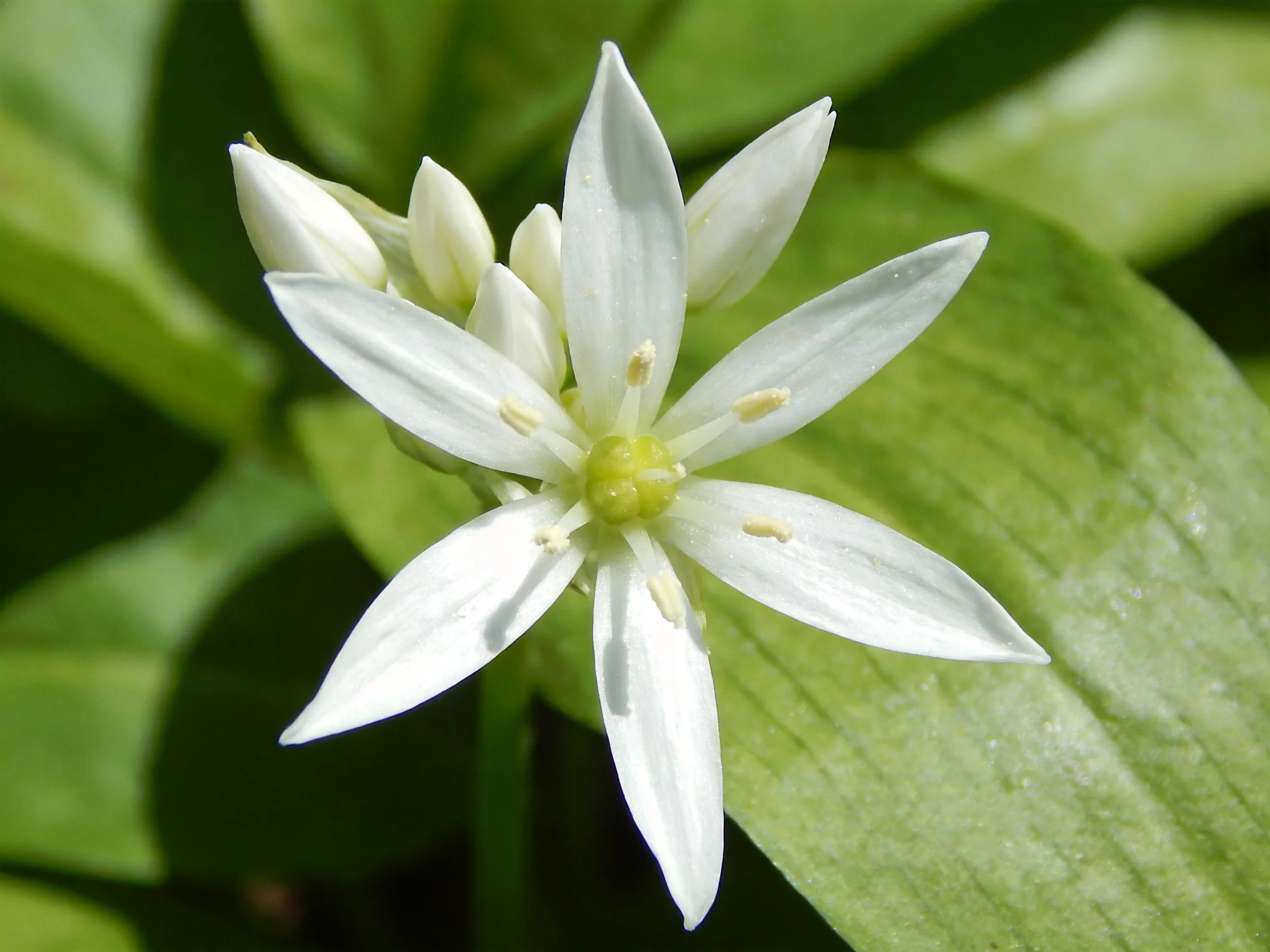 A delicate white star-shaped flower with broad green leaves