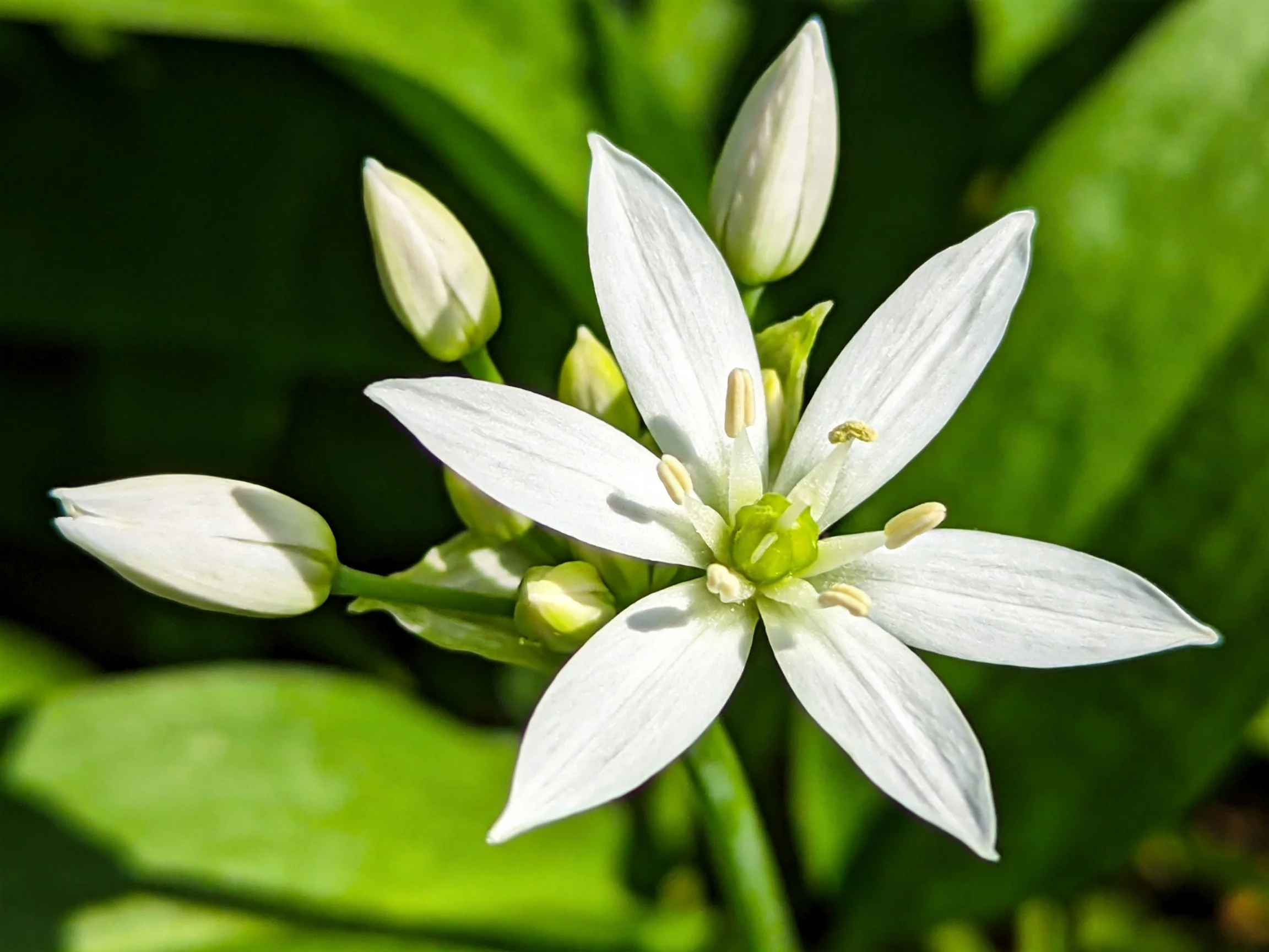 A delicate white star - shaped flower with green buds and leaves