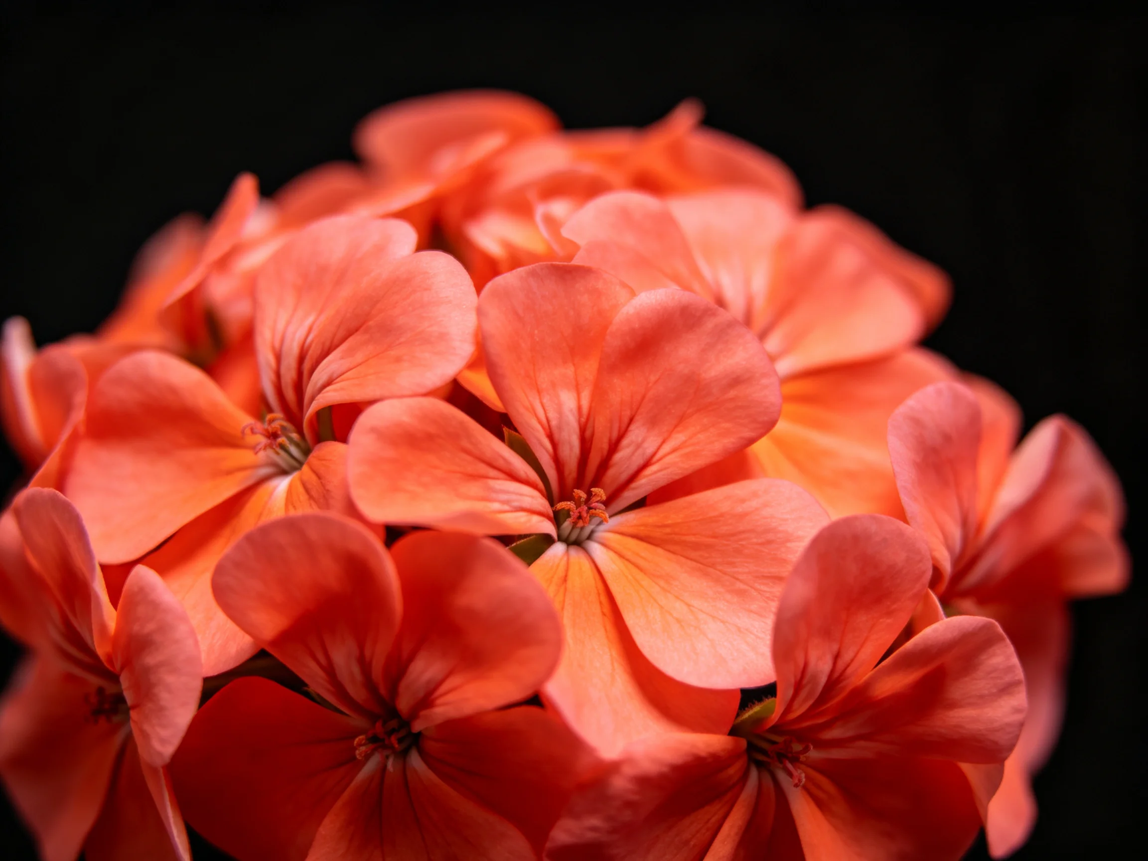 A dense cluster of coral-hued geranium flowers against a black backdrop