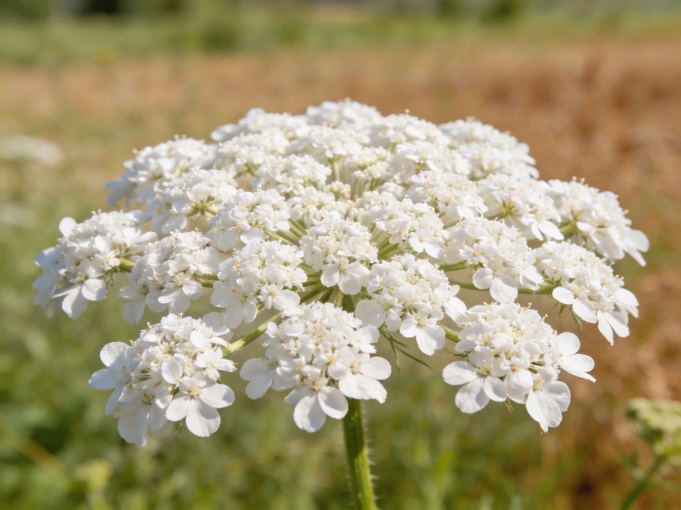 A dense cluster of small white wildflowers in a sunlit open field
