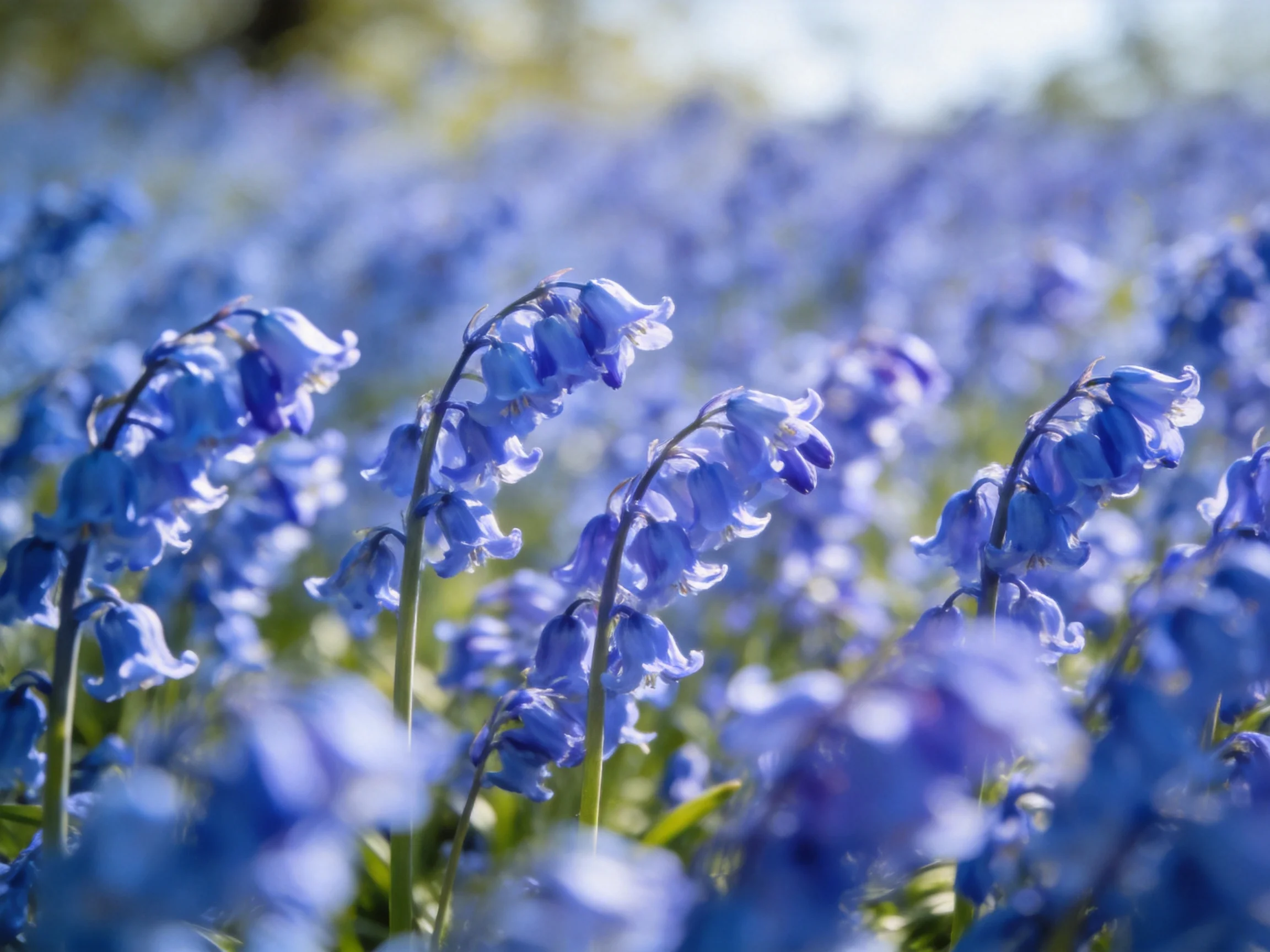 A dense field of vibrant bluebell flowers bathed in soft sunlight