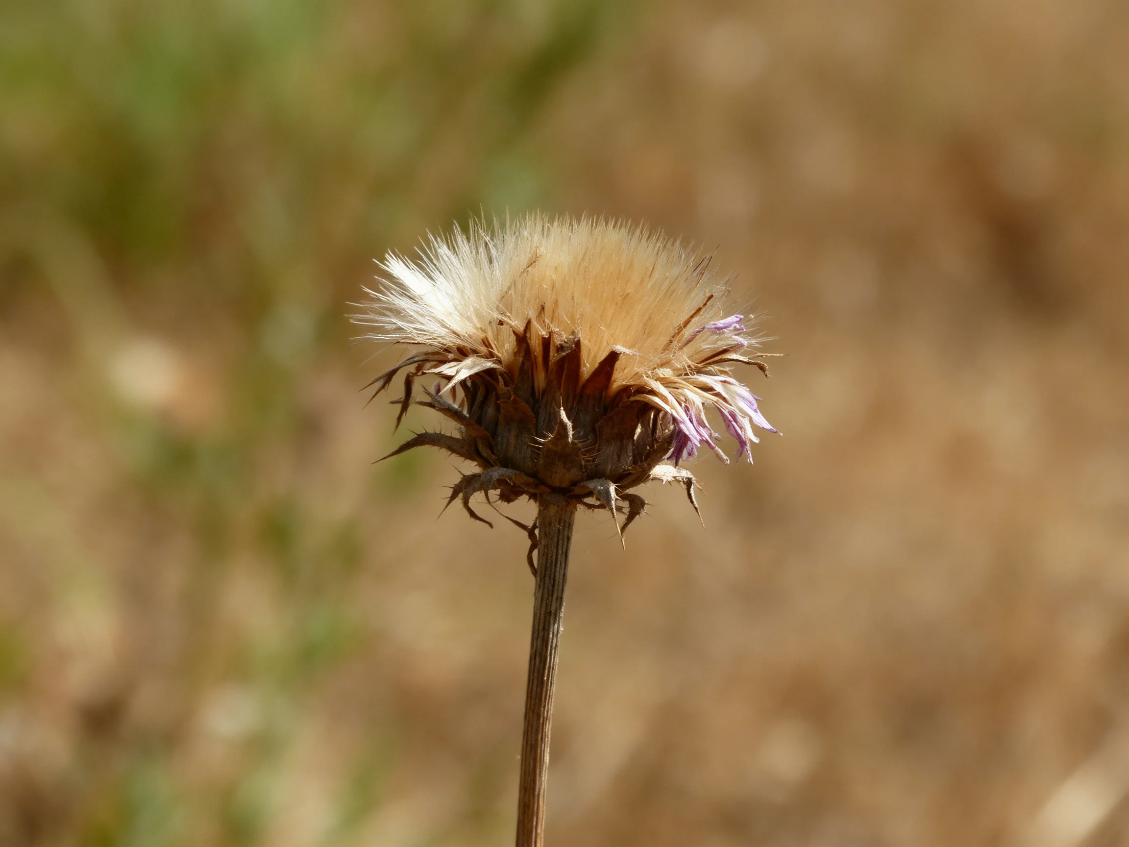 A dried wildflower with fluffy beige seed head and faded purple petals