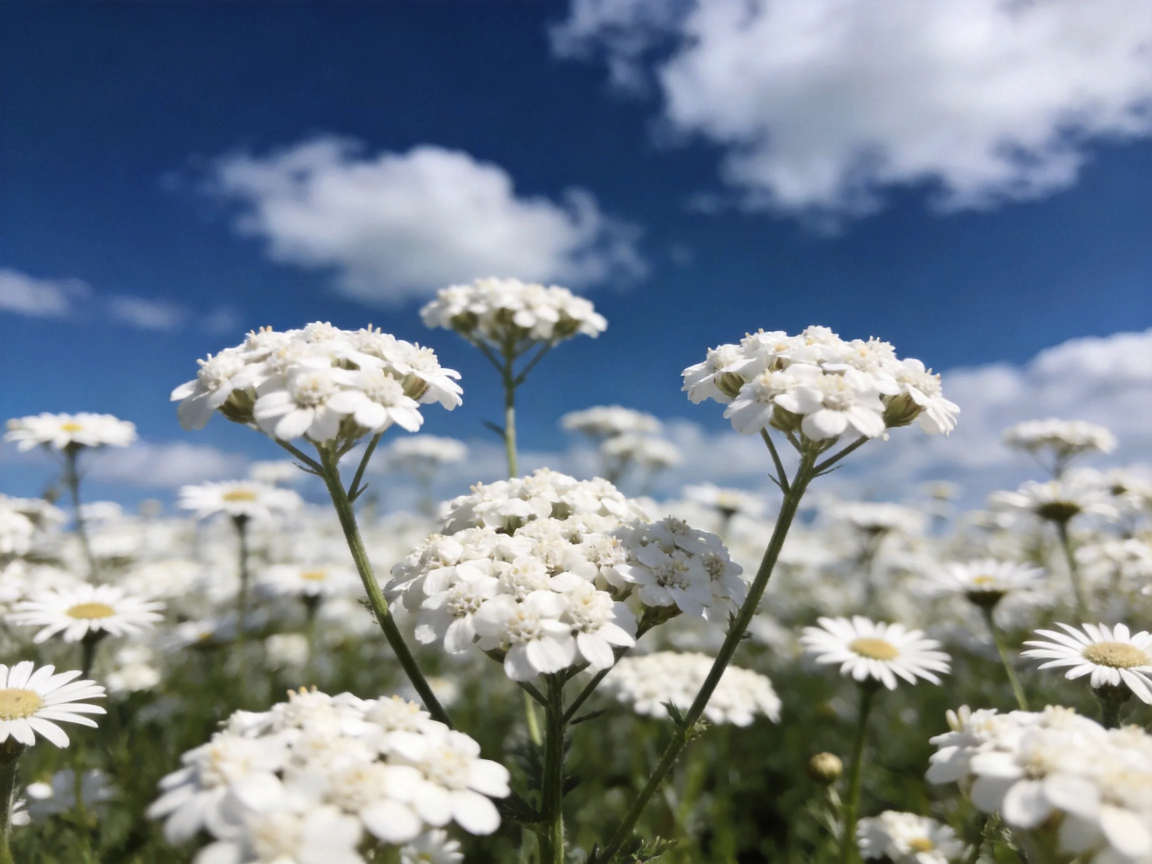 A field of delicate white flowers under a bright blue sky with scattered clouds