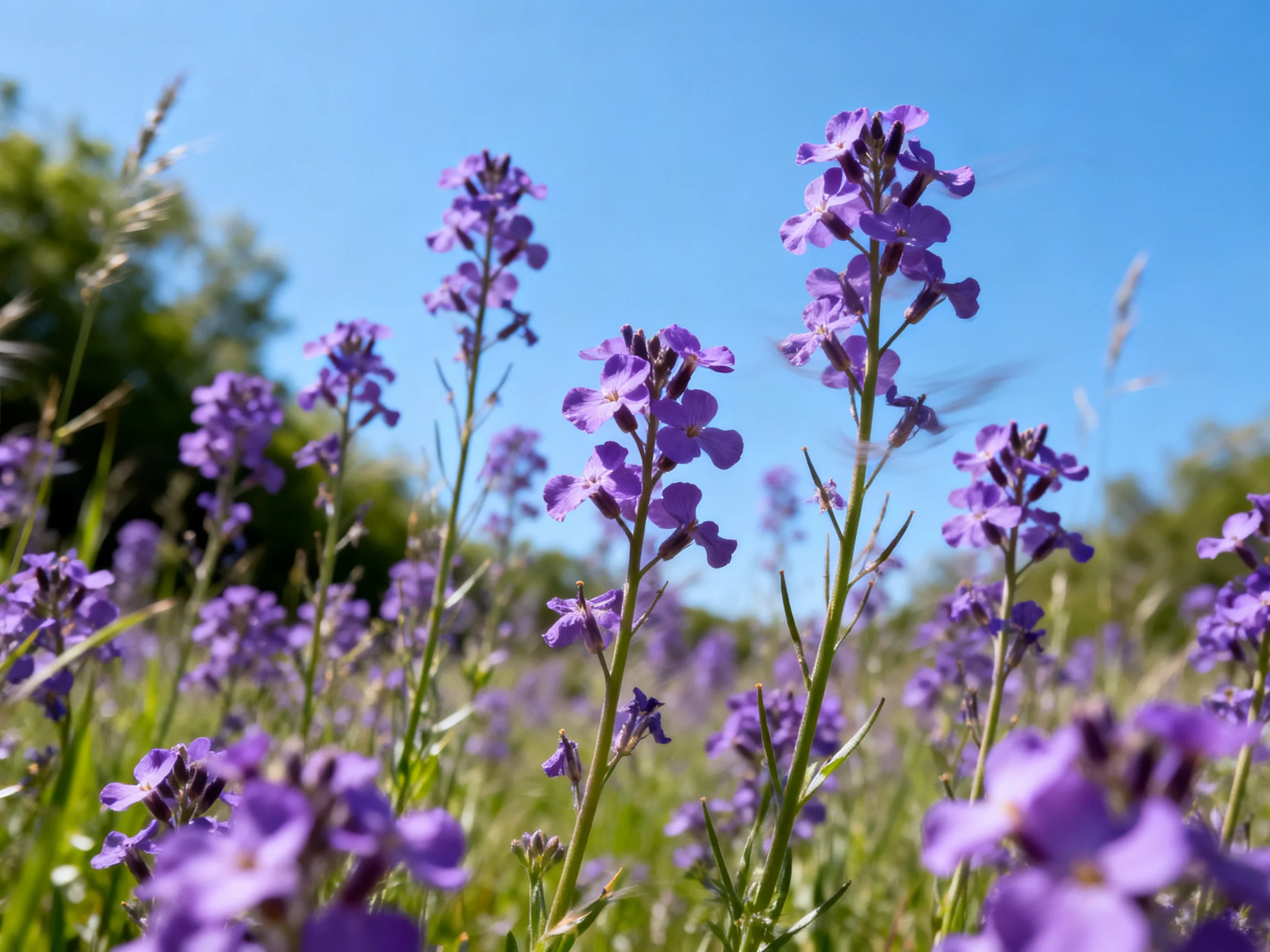A field of vibrant purple wildflowers against a clear blue sky