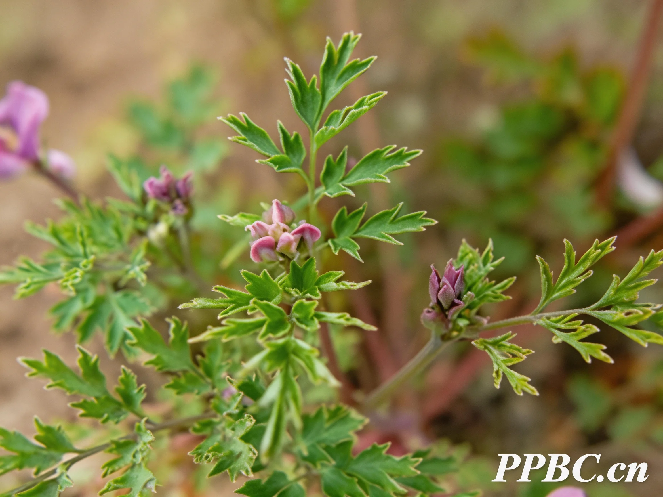 A flowering plant with serrated green leaves and pink blossoms