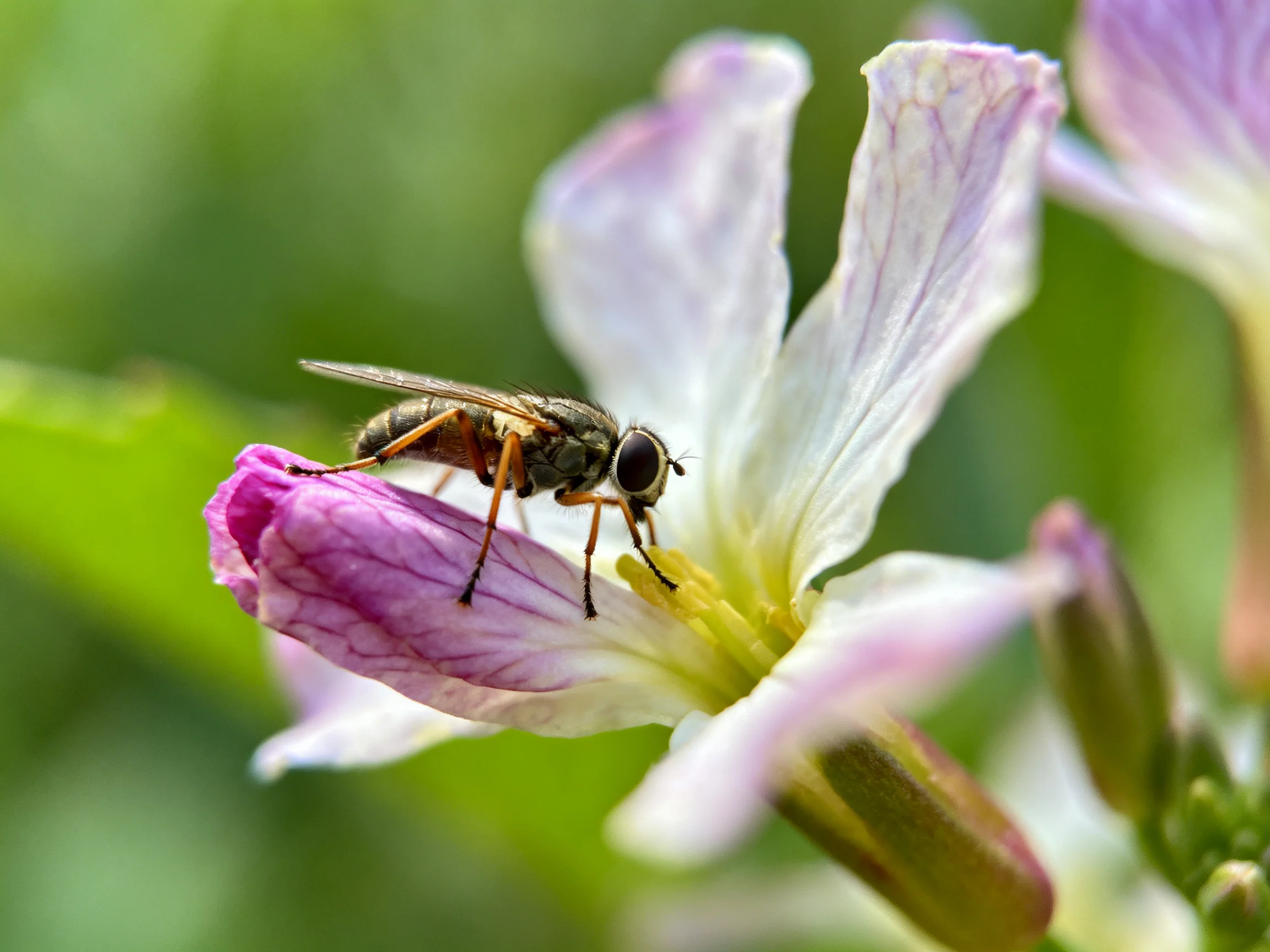 A fly perches on a pink and white flower bud