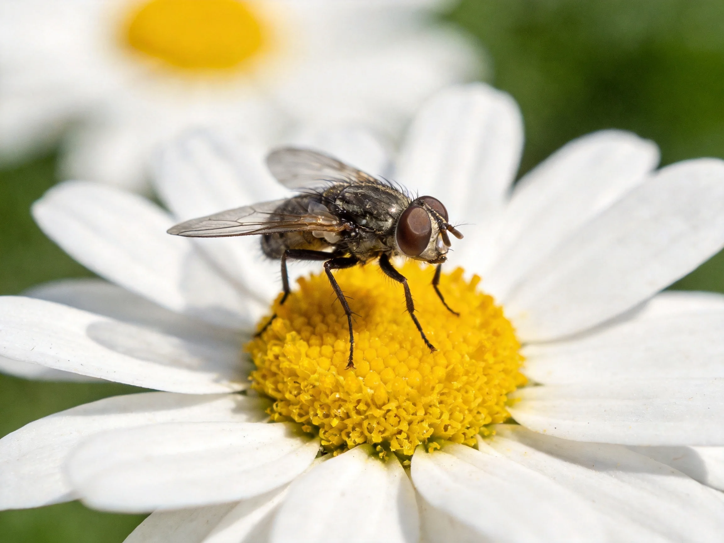 A fly perches on a white daisy with bright yellow center