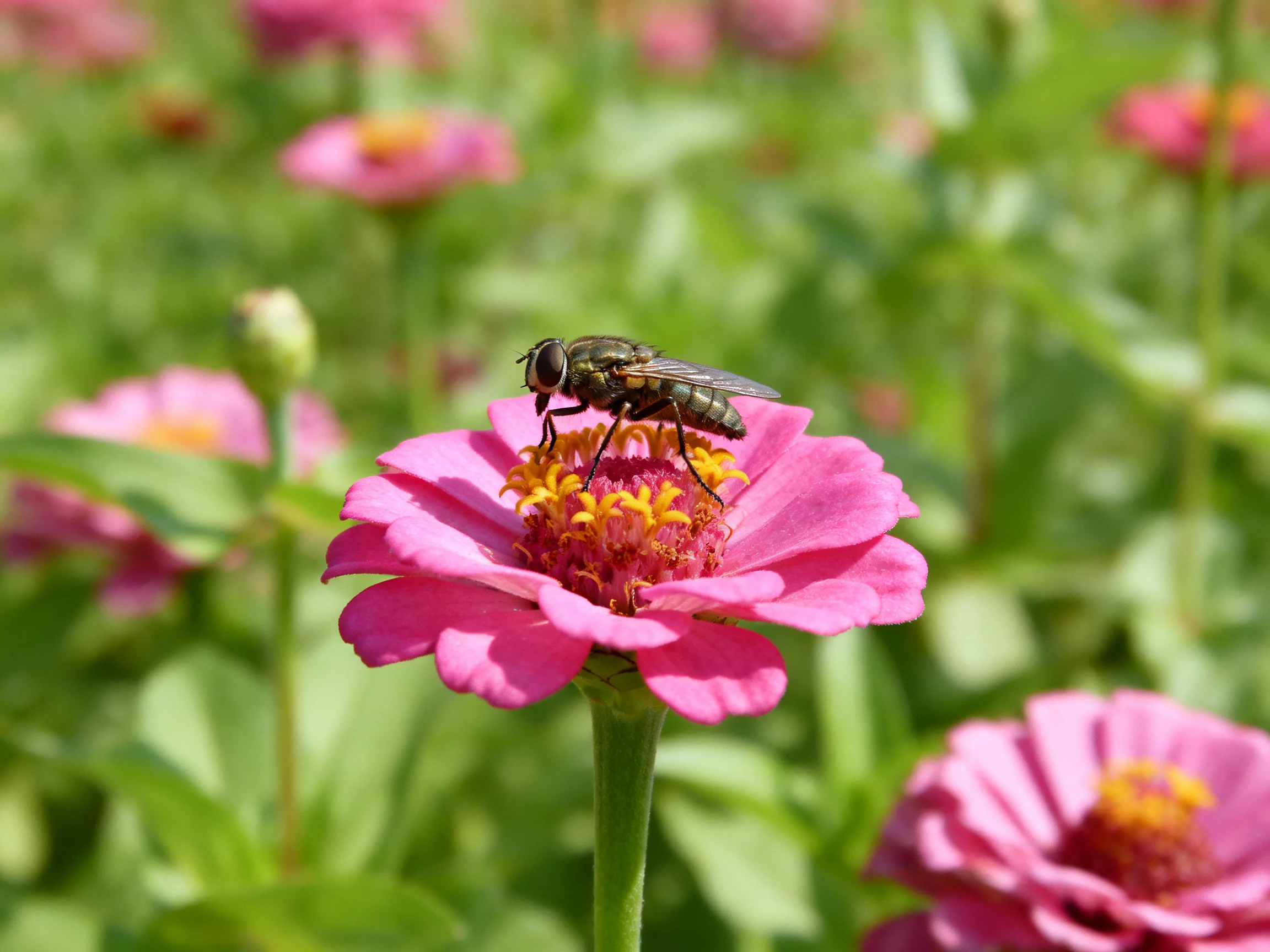 A fly resting on a bright pink zinnia amid lush greenery