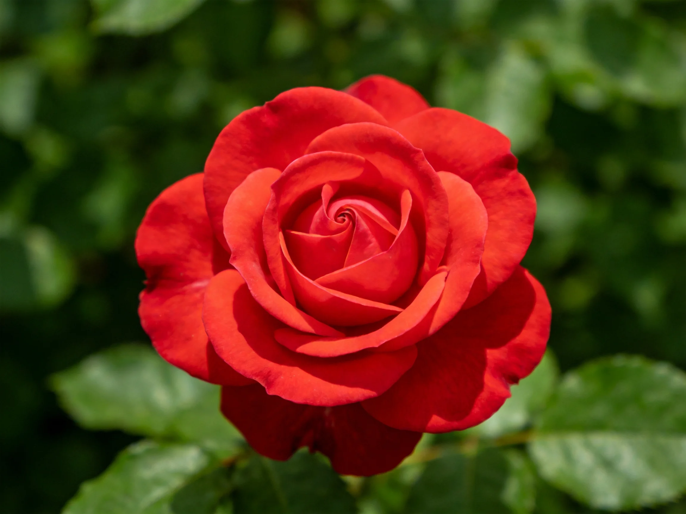 A fully bloomed bright red rose with rich green foliage