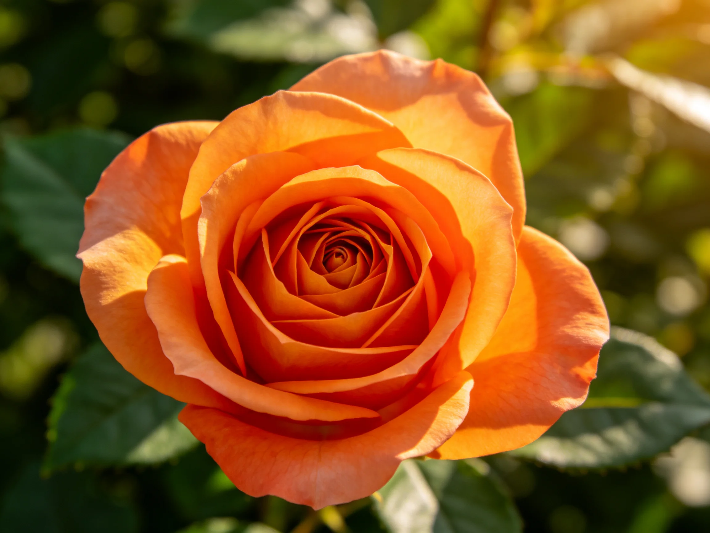 A fully bloomed orange rose with layered petals and green foliage