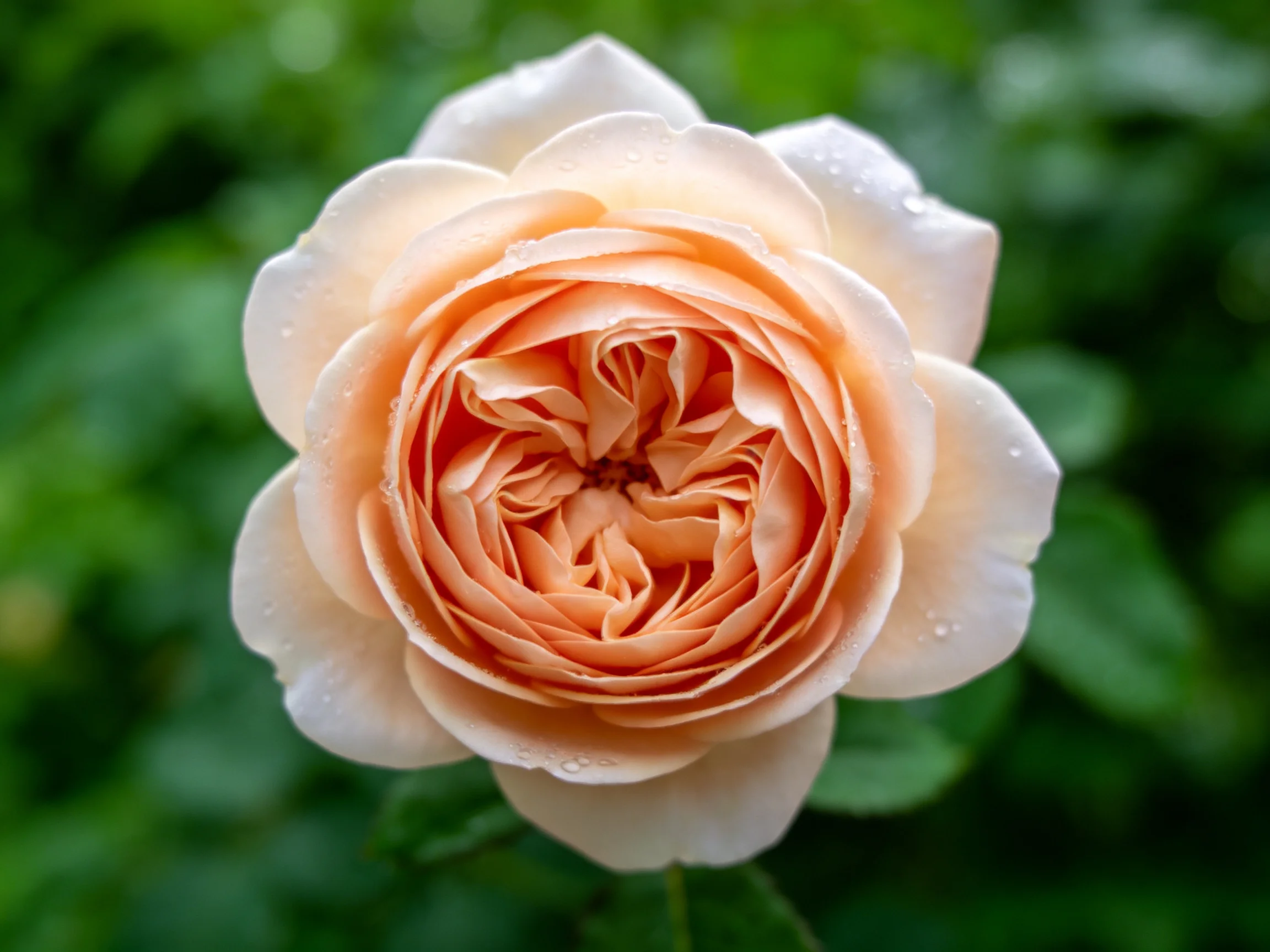 A fully bloomed peach-toned rose with delicate water droplets