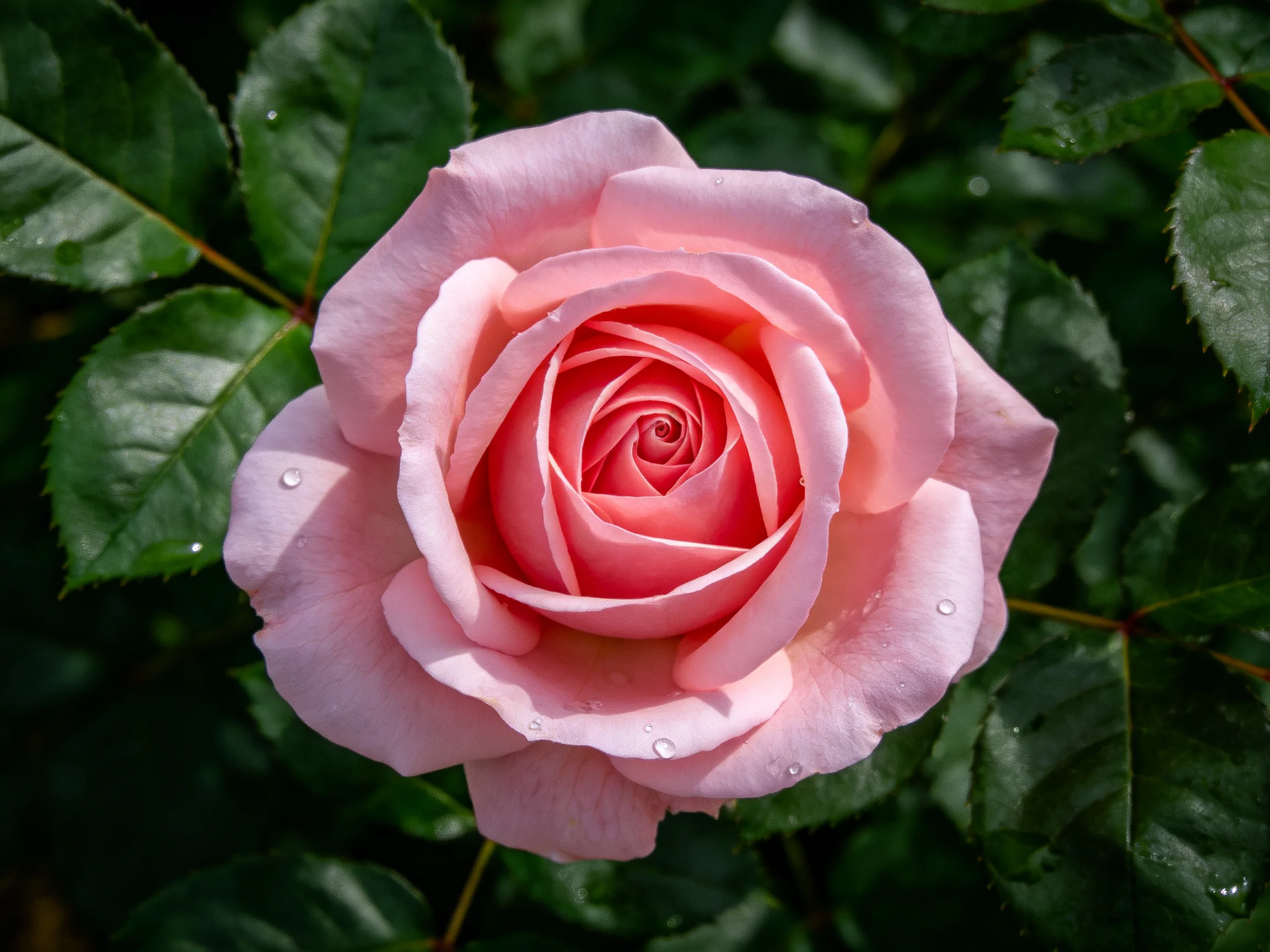 A fully bloomed pink rose with dark green leaves