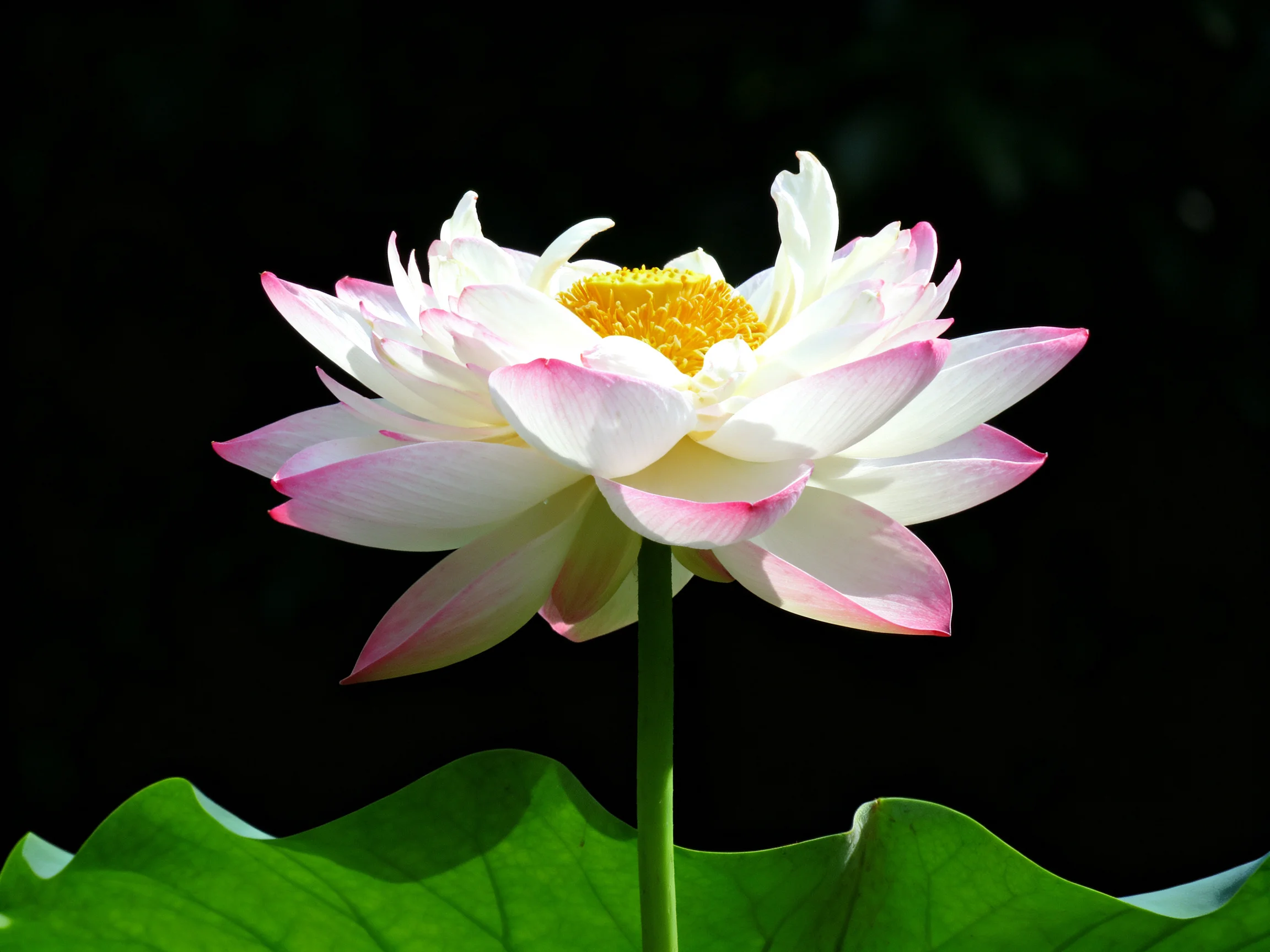 A fully bloomed pink-tipped white lotus with a golden center beside large green leaves