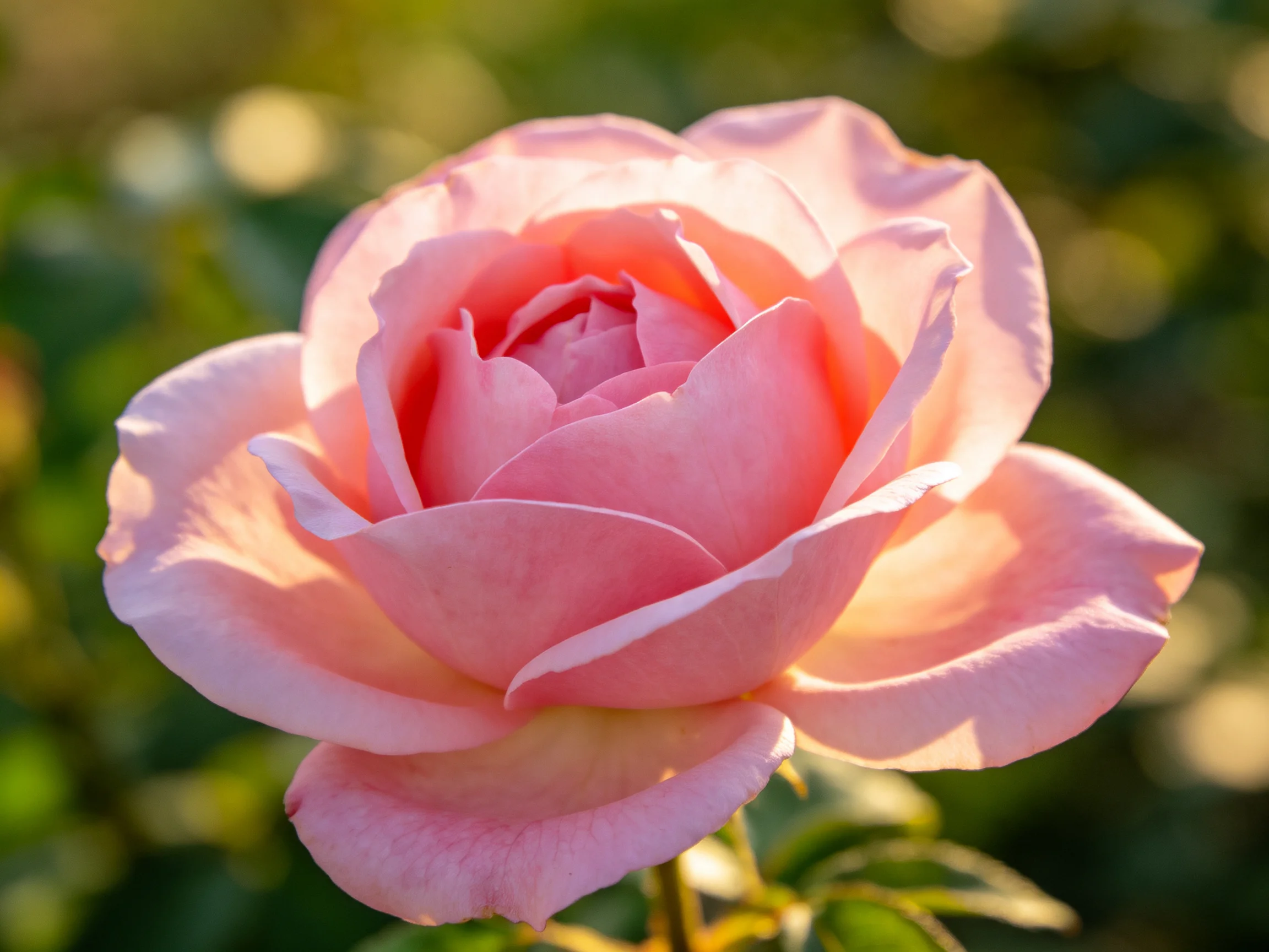 A fully bloomed soft pink rose with layered petals in natural light