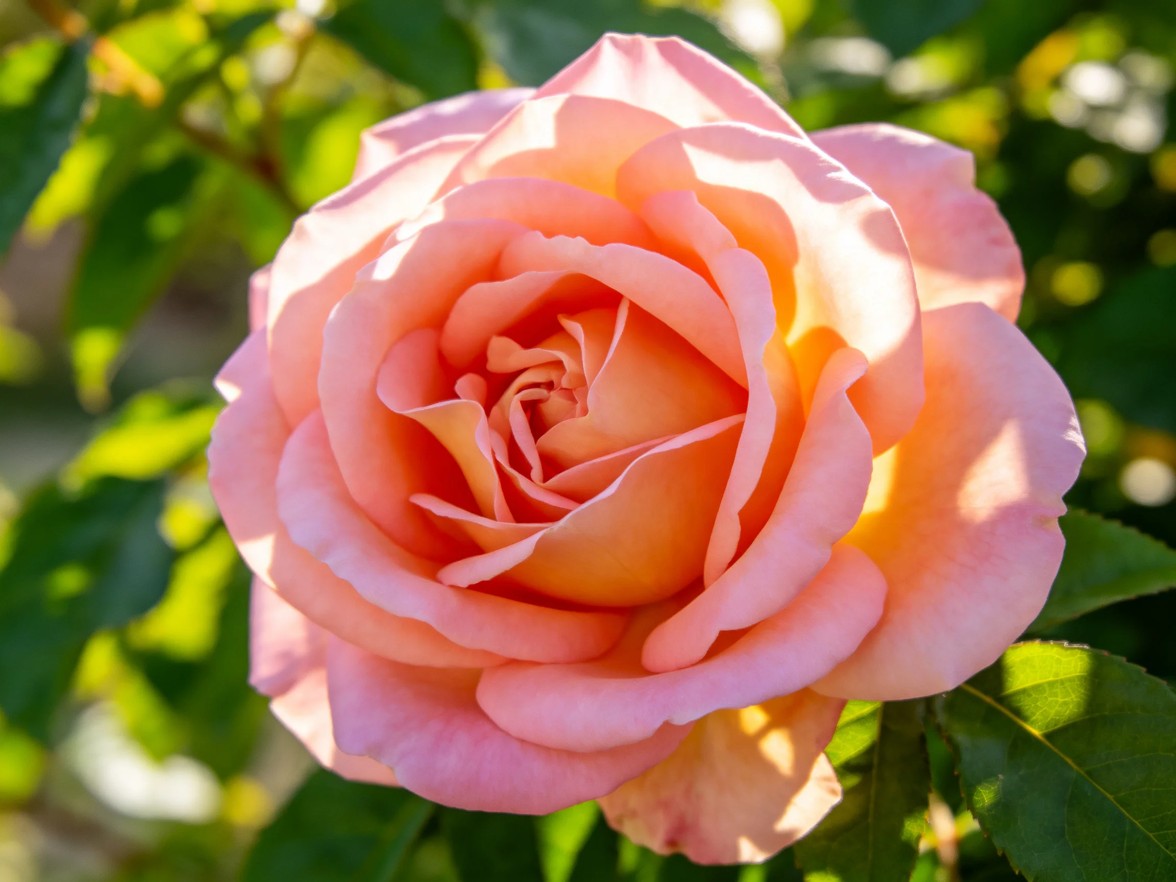 A fully bloomed soft pink rose with lush green foliage