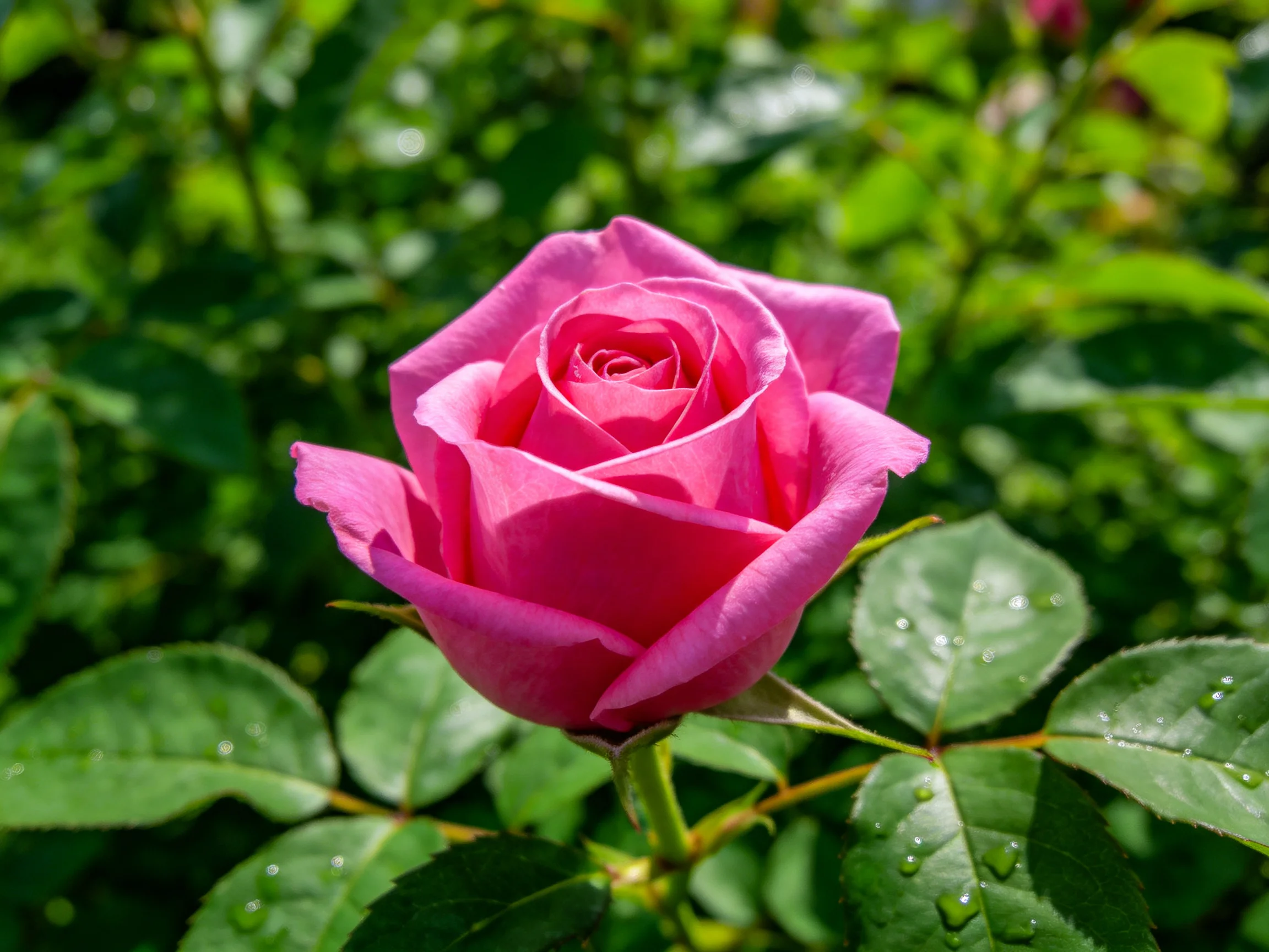A fully bloomed vibrant pink rose amidst lush green foliage