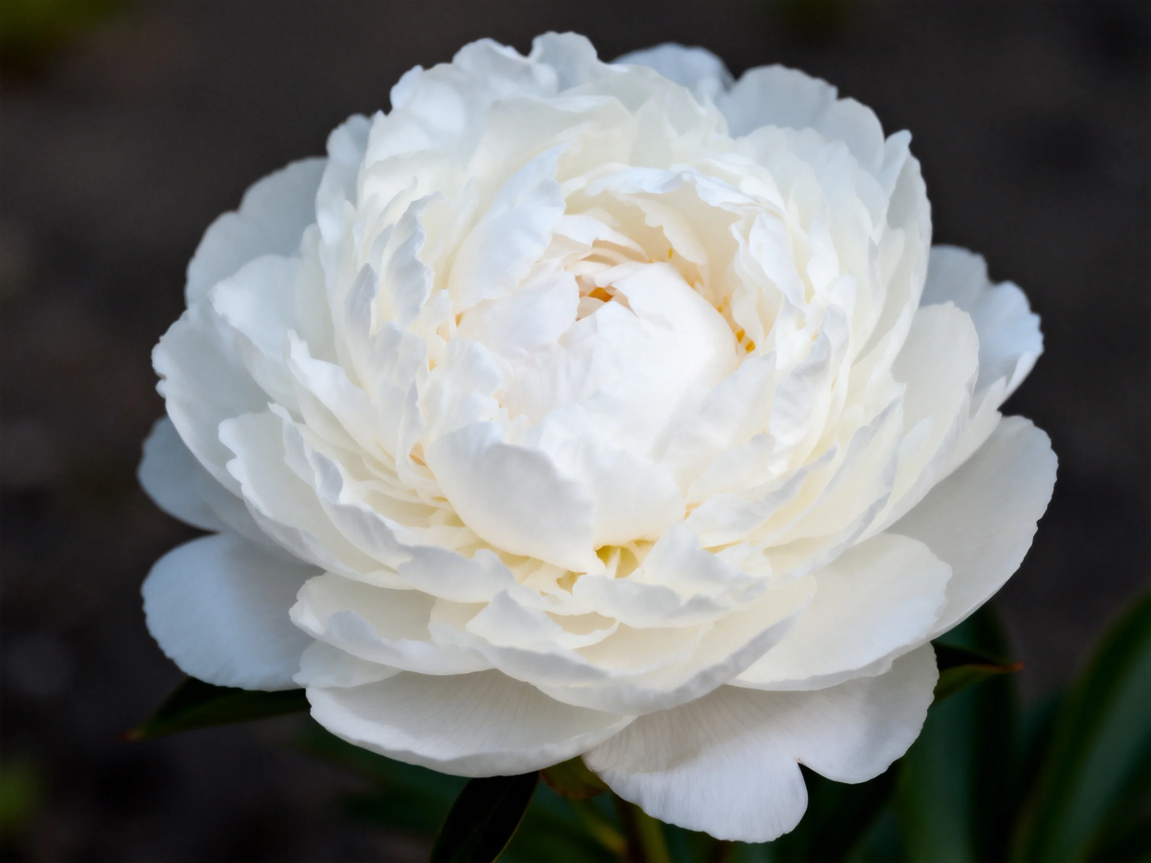 A fully bloomed white peony showcasing layered petals