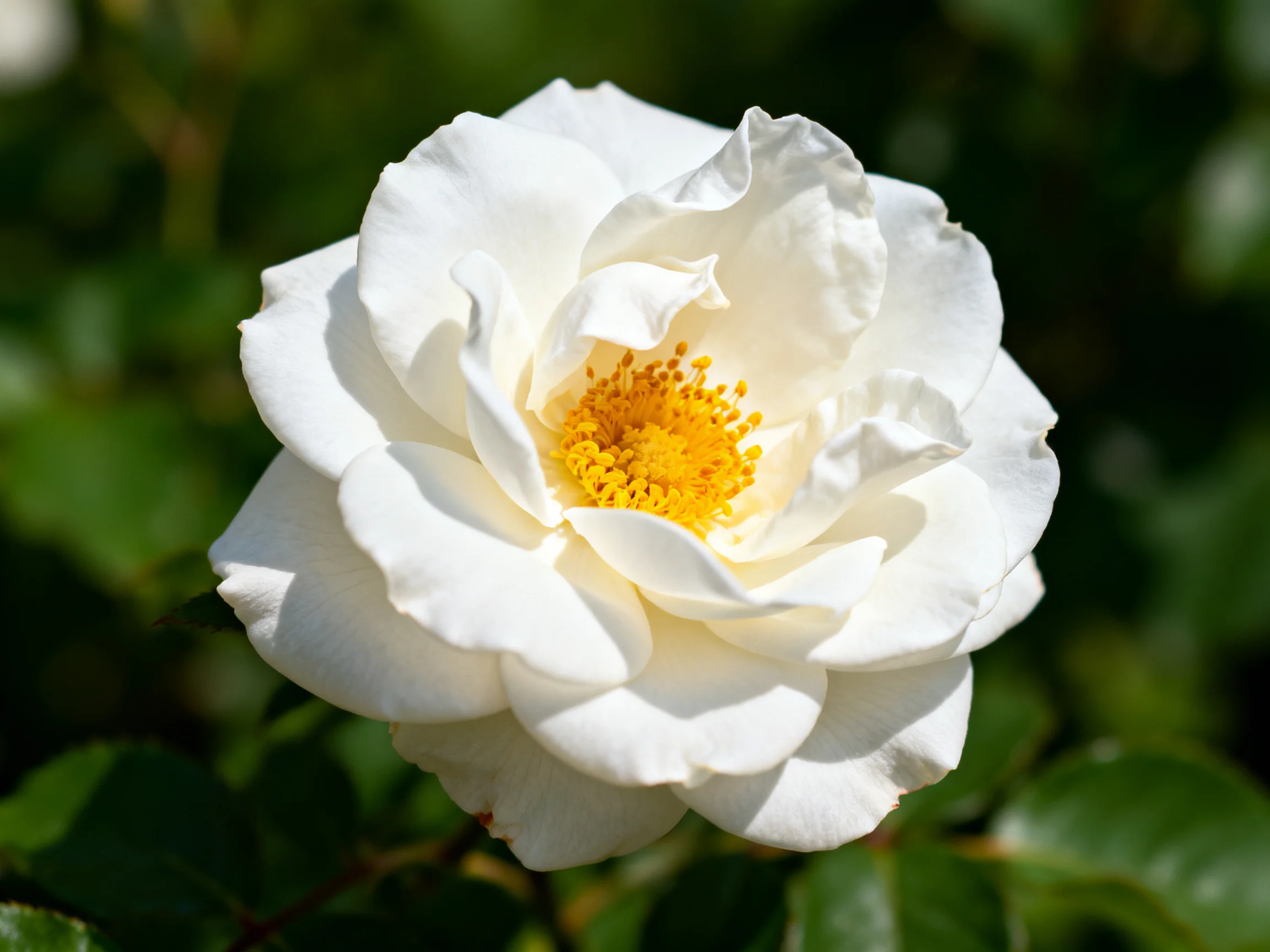 A fully bloomed white rose with vibrant yellow center surrounded by green foliage