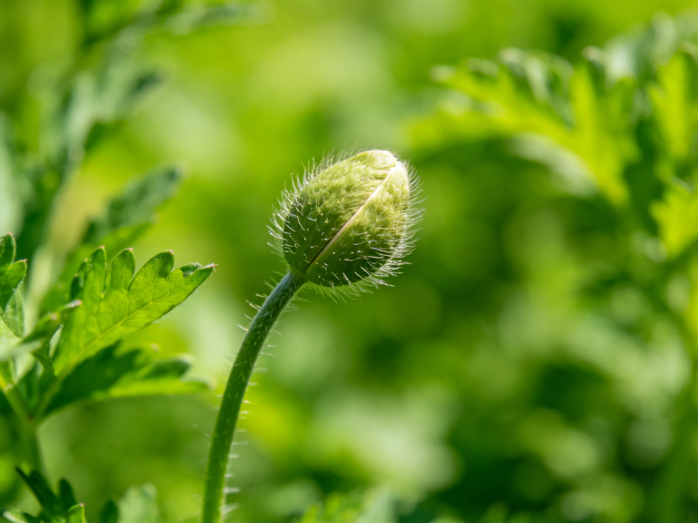 A fuzzy green flower bud surrounded by dense leafy vegetation