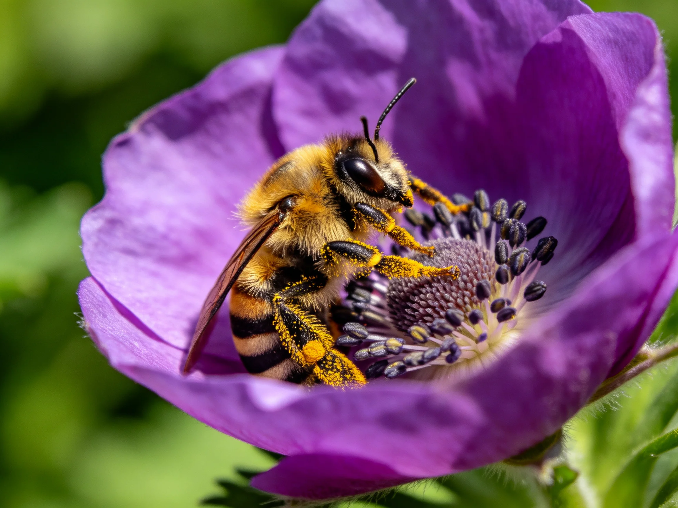 A fuzzy honeybee gathering pollen from a vibrant purple bloom