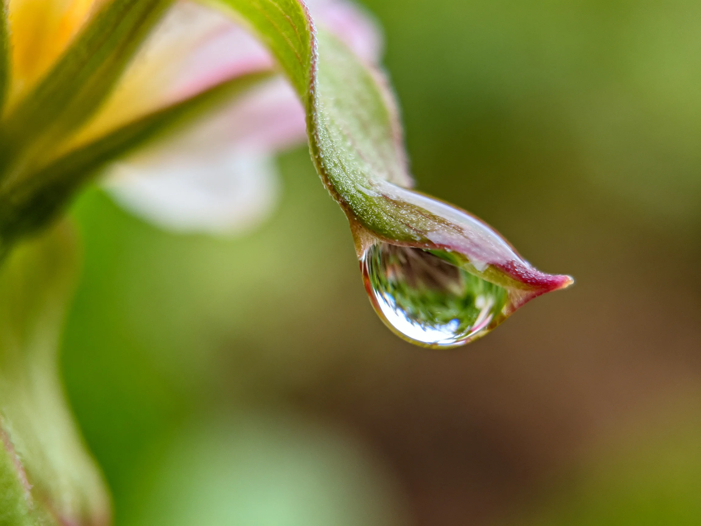 A glistening water droplet hangs from a green leaf with pink edges