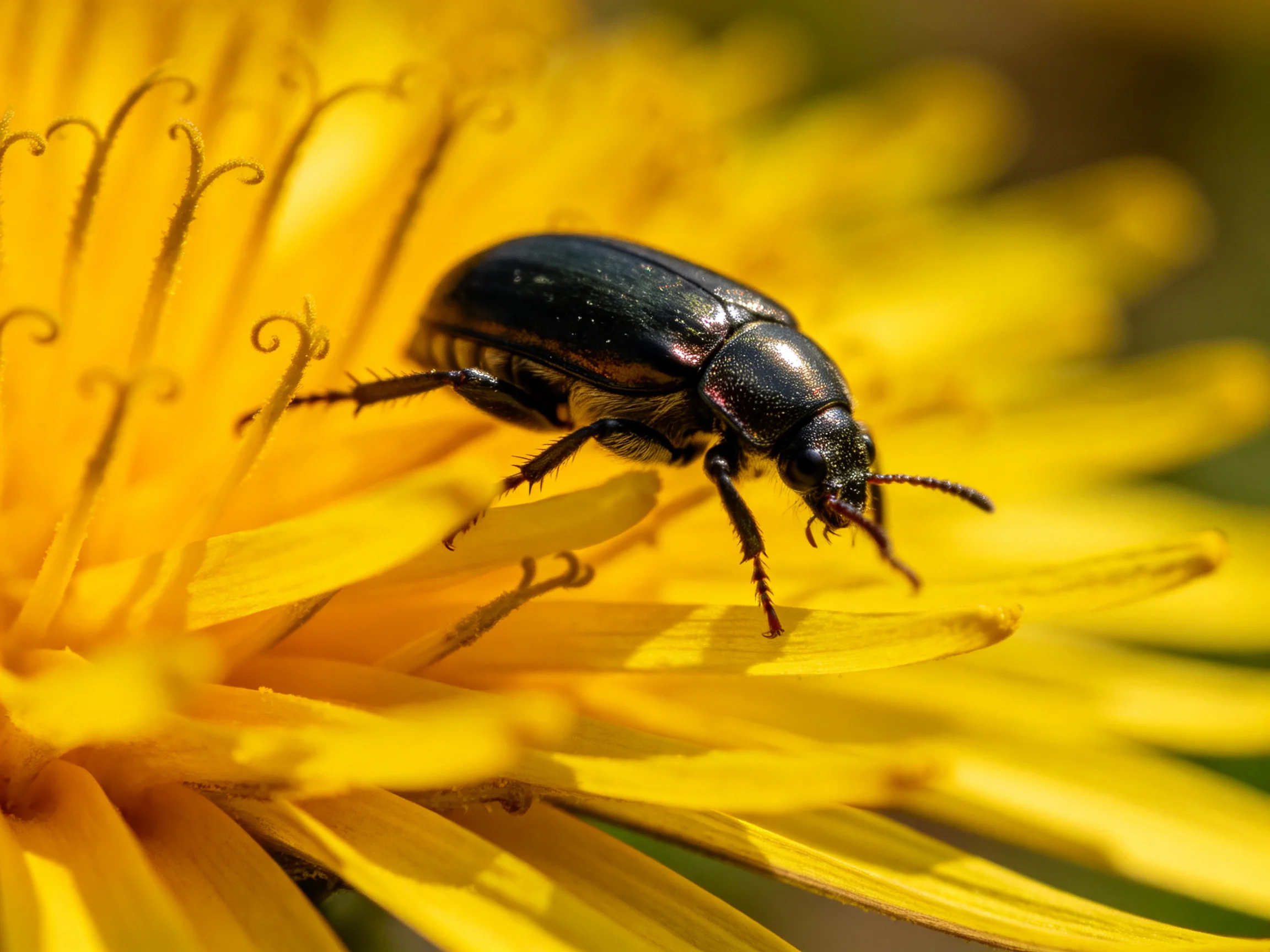 A glossy black beetle rests on a vibrant yellow dandelion bloom
