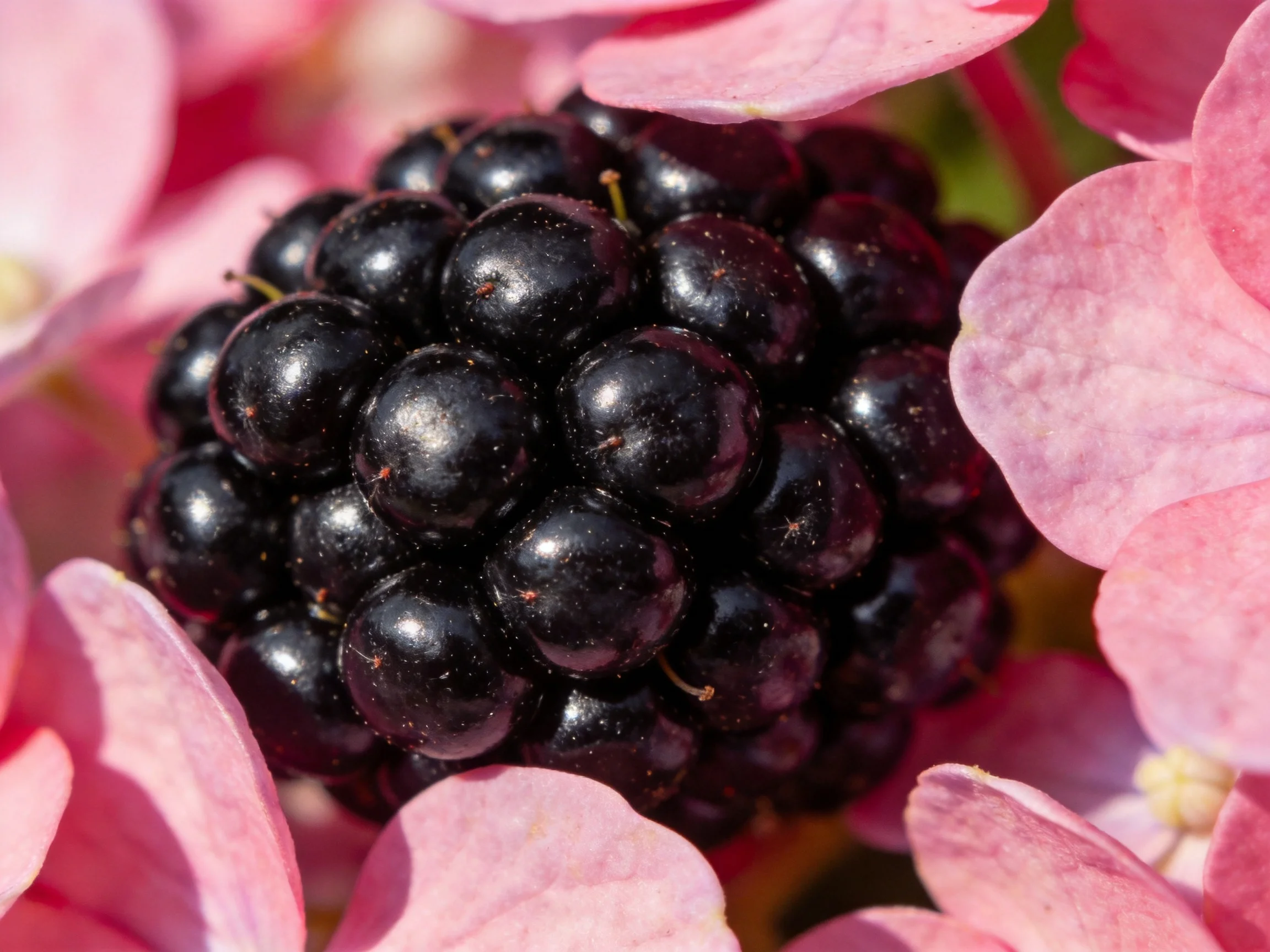 A glossy blackberry cluster nestled among soft pink flower petals