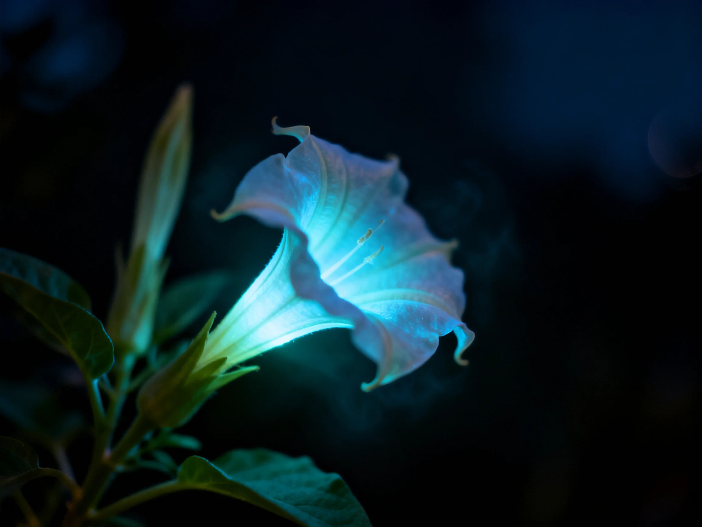 A glowing blue flower illuminated against a deep black night backdrop