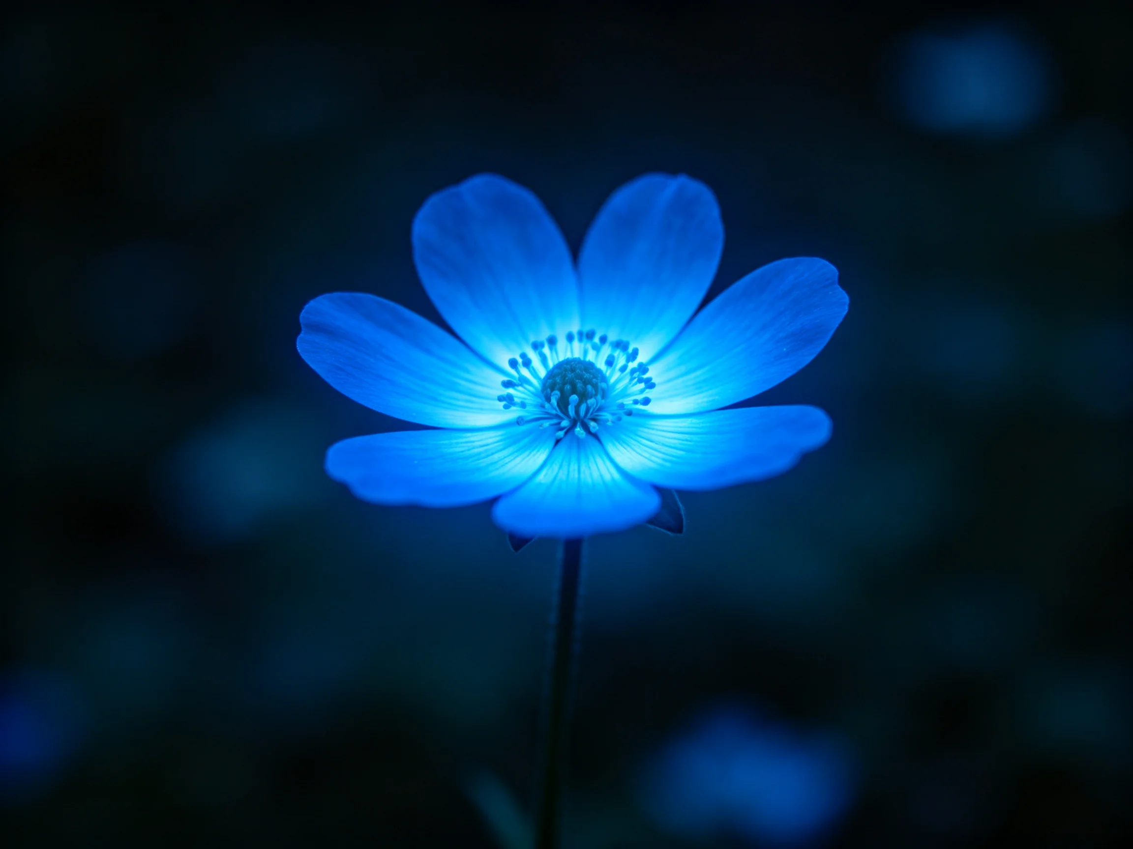 A glowing blue flower stands out against a dark, blurred background