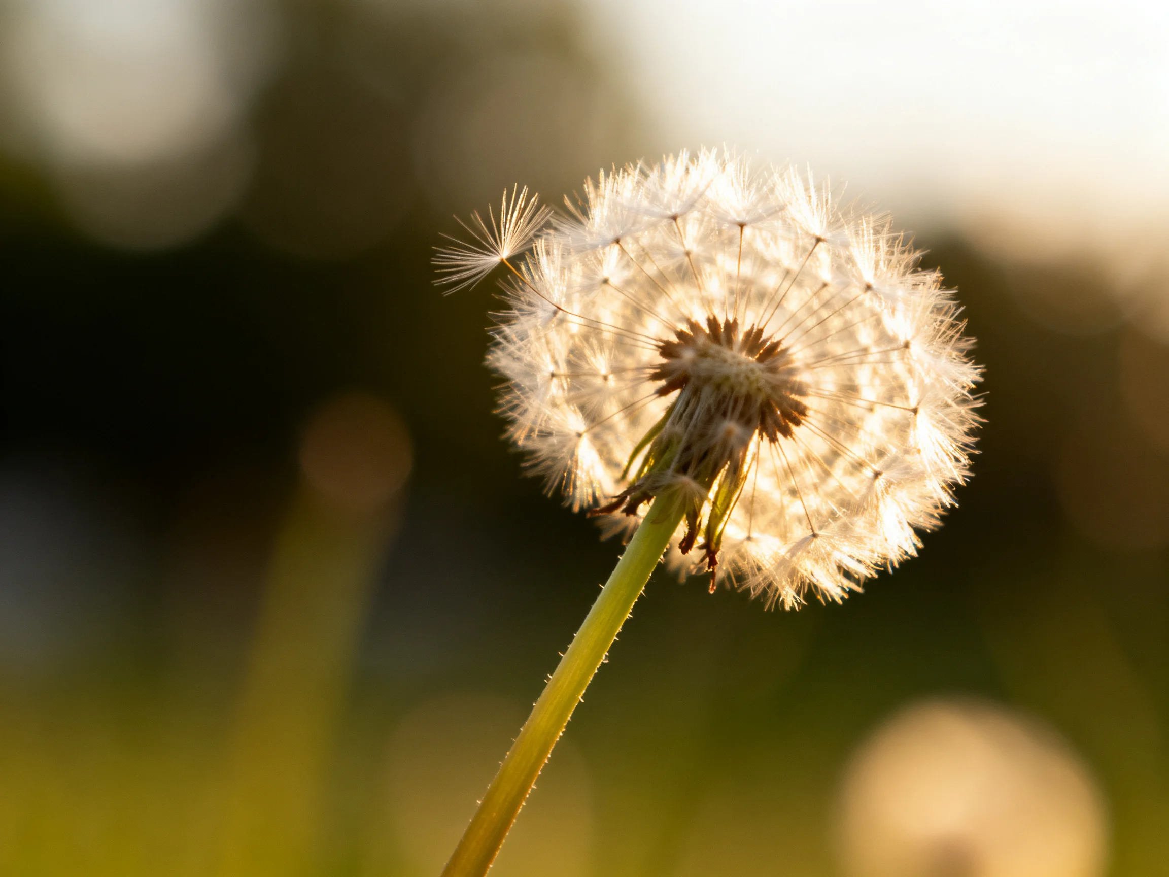 A glowing dandelion seed head with delicate white filaments